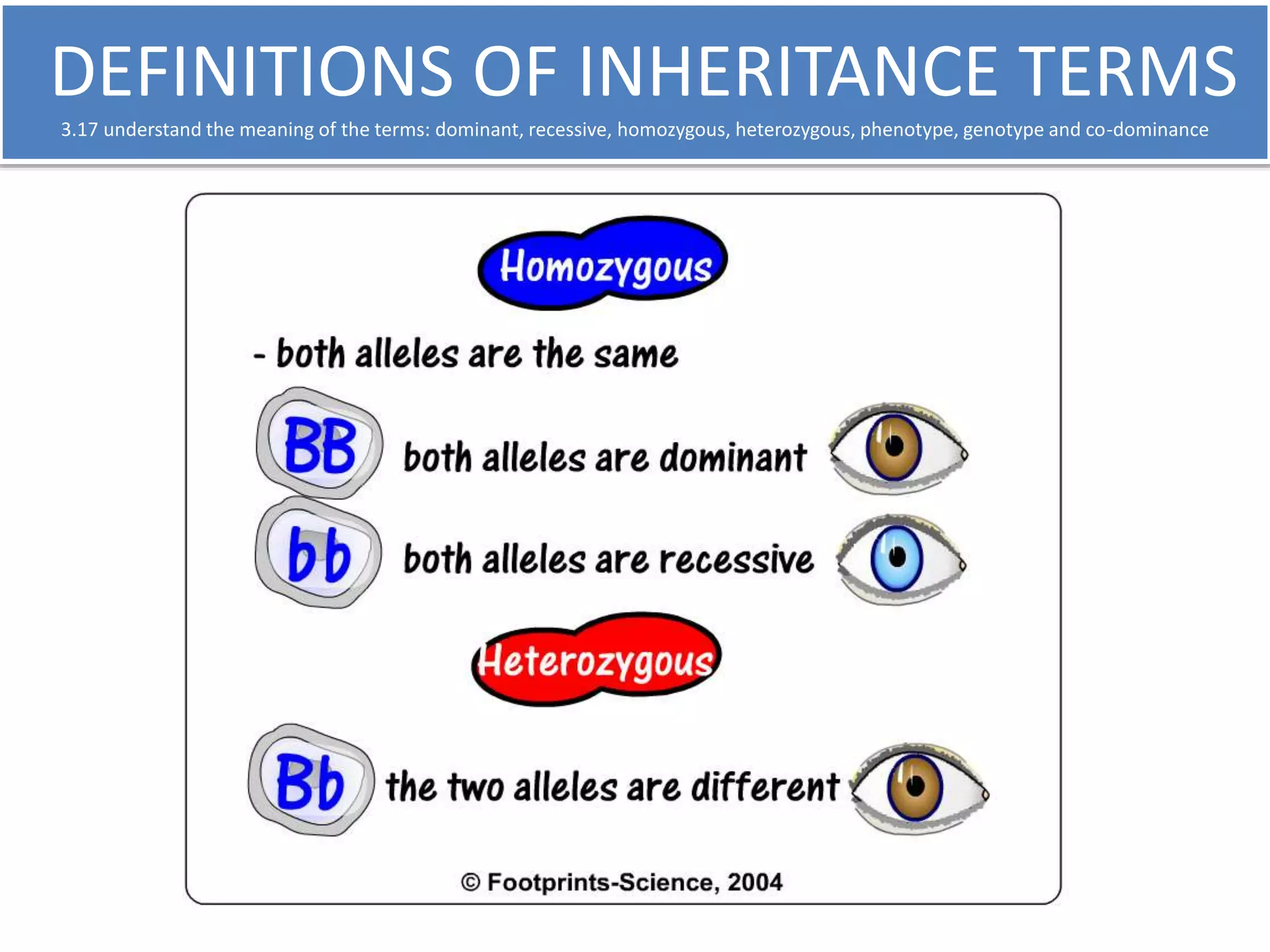 DEFINITIONS OF INHERITANCE TERMS 
3.17 understand the meaning of the terms: dominant, recessive, homozygous, heterozygous, phenotype, genotype and co-dominance 
 