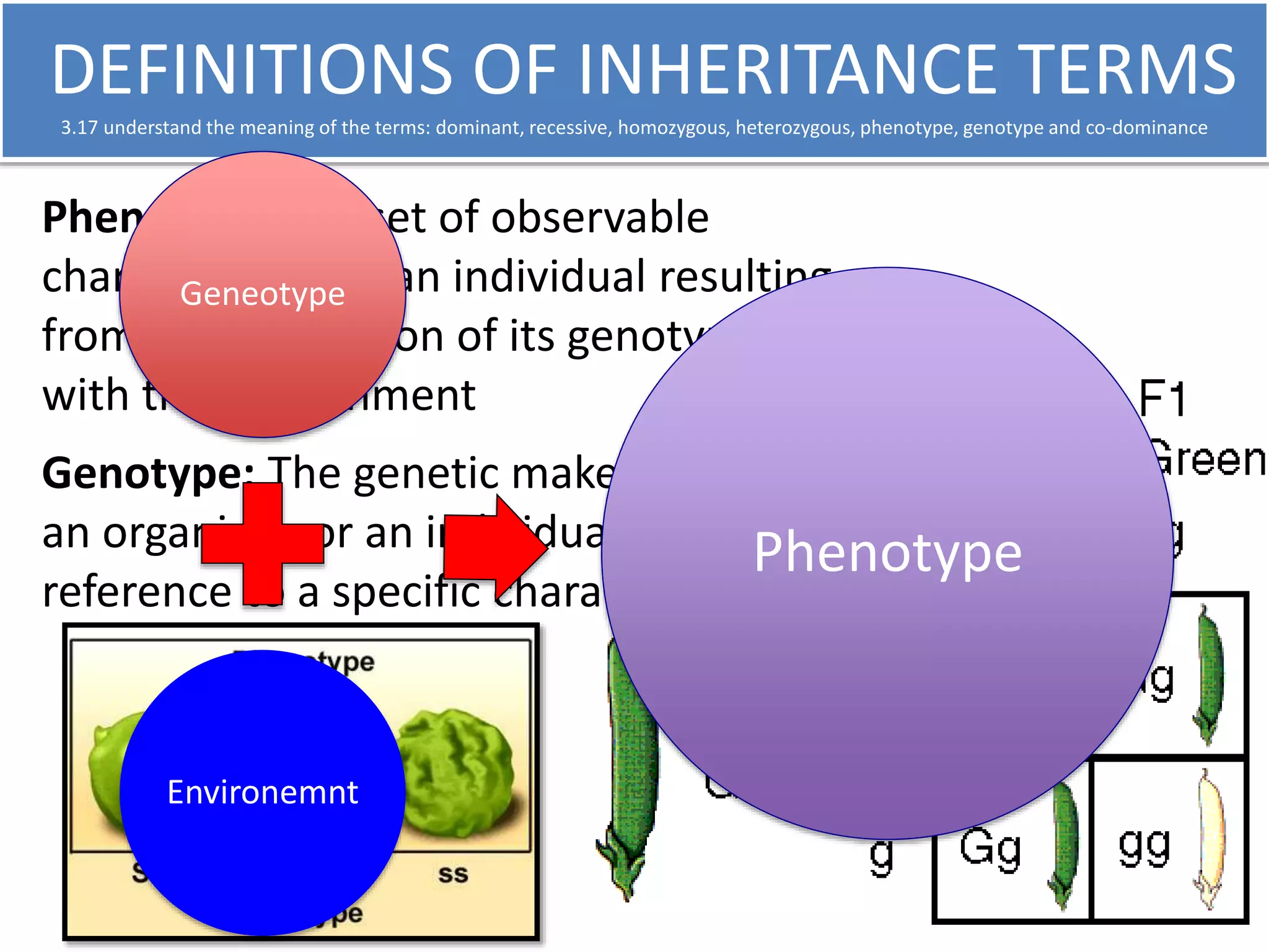 DEFINITIONS OF INHERITANCE TERMS 
3.17 understand the meaning of the terms: dominant, recessive, homozygous, heterozygous, phenotype, genotype and co-dominance 
Phenotype: the set of observable 
characteristics Geneotype 
of an individual resulting 
from the interaction of its genotype 
with the environment 
Genotype: The genetic makeup of a cell, 
an organism, or an individual with 
reference to a specific characteristic. 
Environemnt 
Phenotype 
 