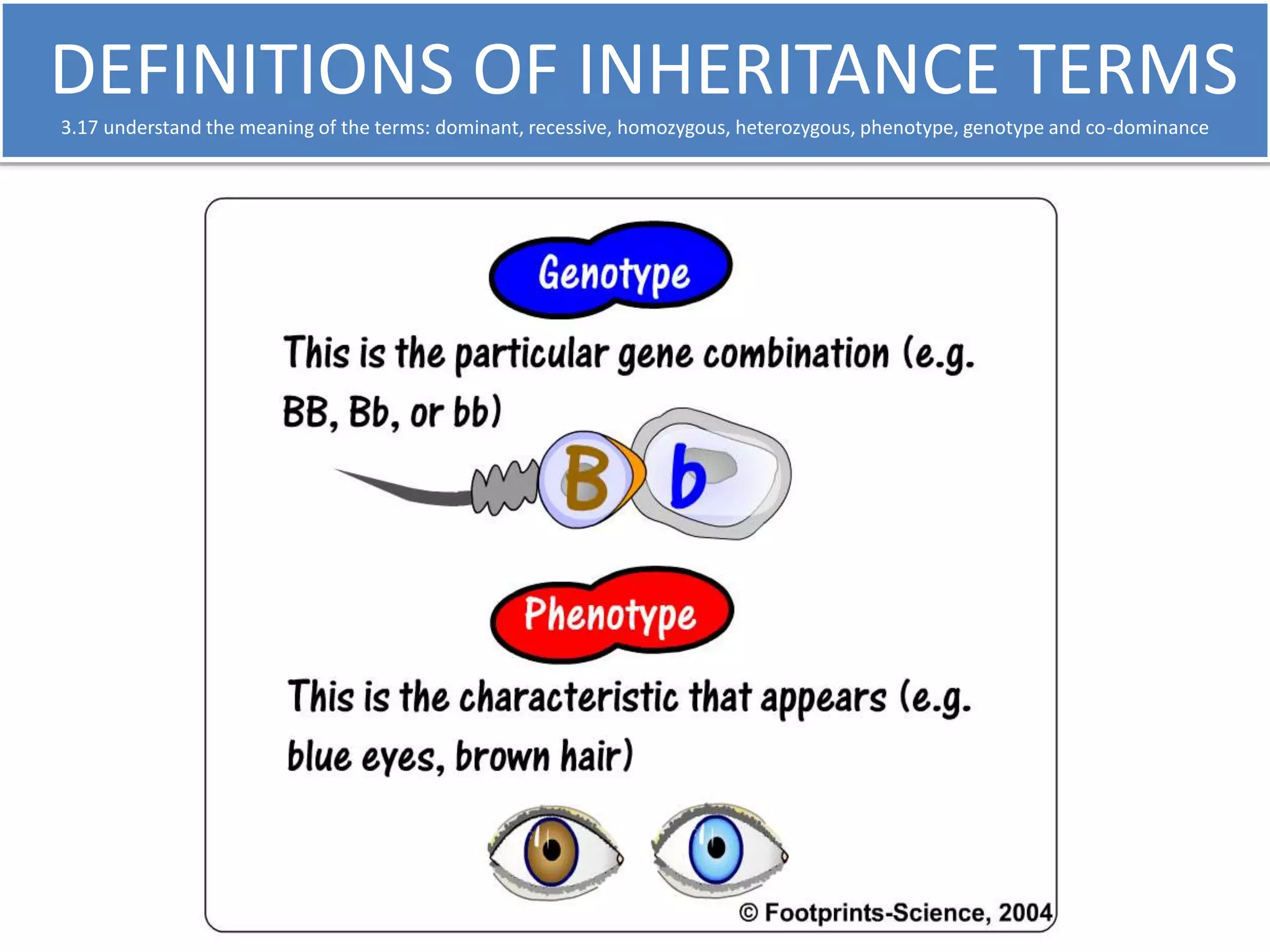 DEFINITIONS OF INHERITANCE TERMS 
3.17 understand the meaning of the terms: dominant, recessive, homozygous, heterozygous, phenotype, genotype and co-dominance 
 