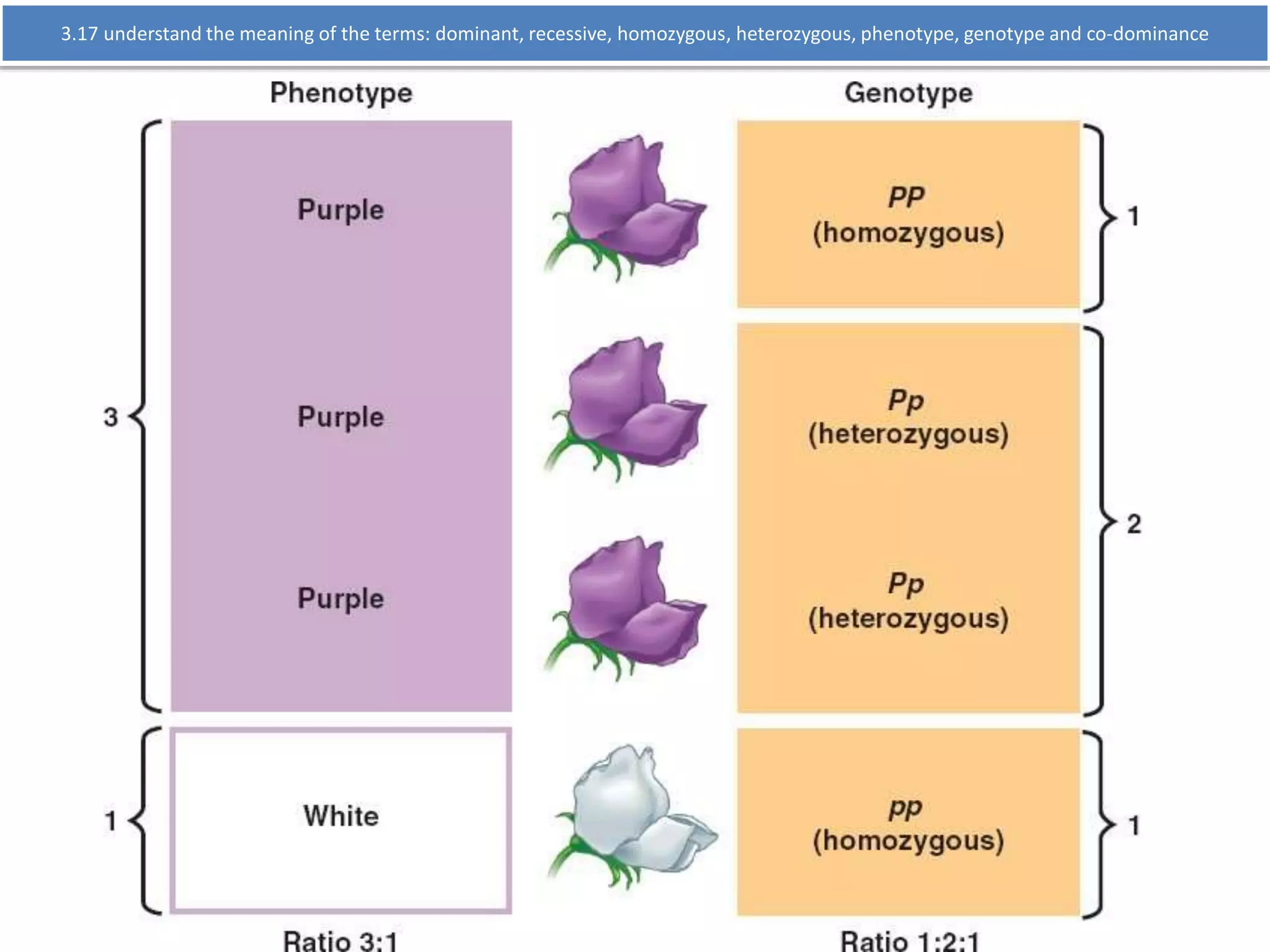 3.17 understand the meaning of the terms: dominant, recessive, homozygous, heterozygous, phenotype, genotype and co-dominance 
 