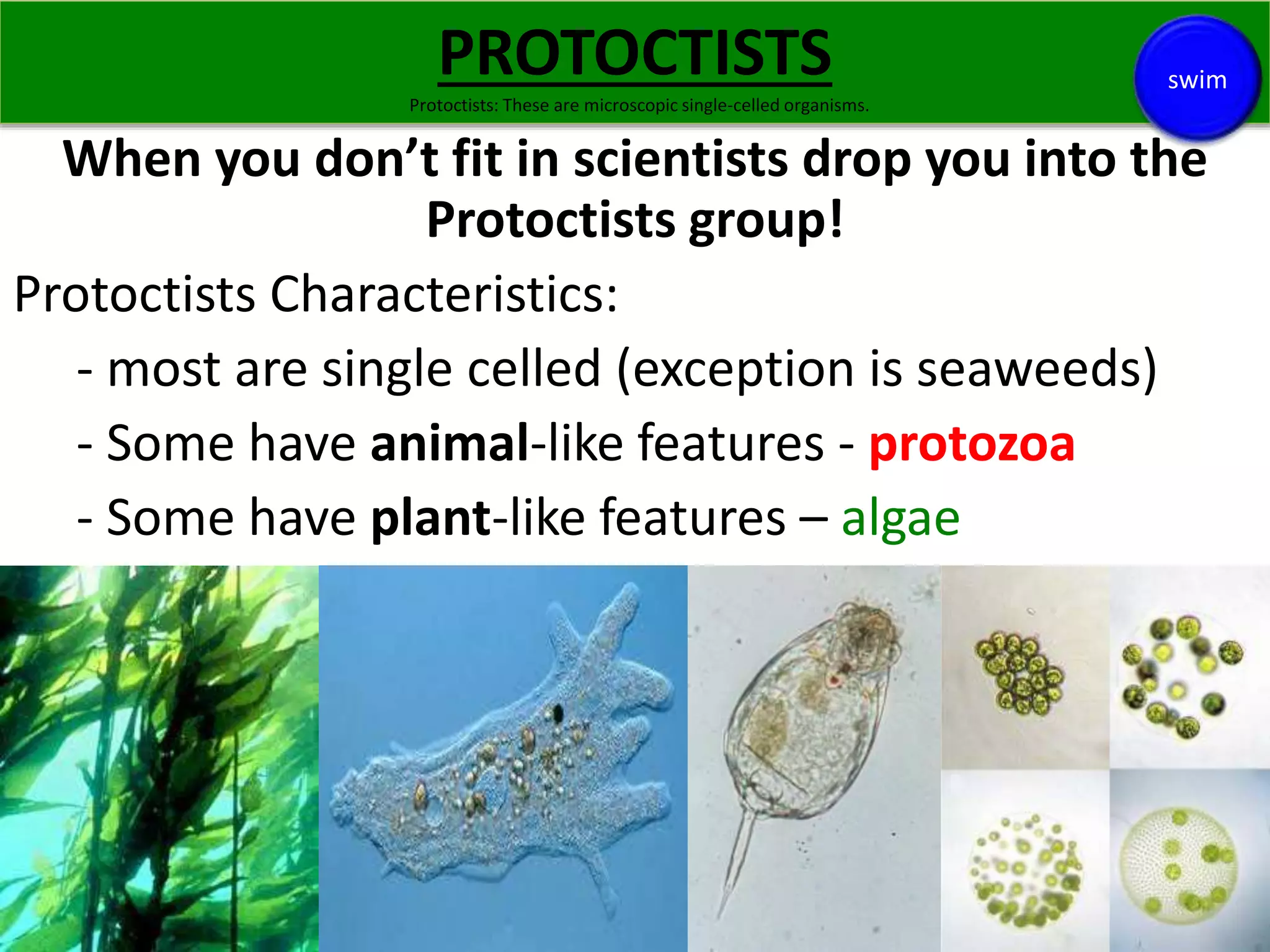 PROTOCTISTS 
Protoctists: These are microscopic single-celled organisms. 
When you don’t fit in scientists drop you into the 
Protoctists group! 
Protoctists Characteristics: 
- most are single celled (exception is seaweeds) 
- Some have animal-like features - protozoa 
- Some have plant-like features – algae 
swim 
 