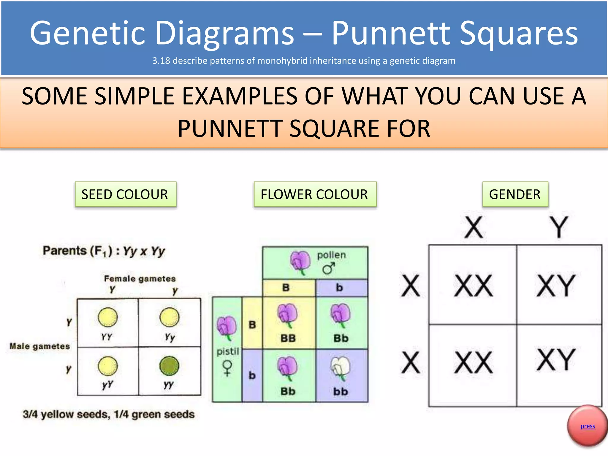 Genetic Diagrams – Punnett Squares 
3.18 describe patterns of monohybrid inheritance using a genetic diagram 
SOME SIMPLE EXAMPLES OF WHAT YOU CAN USE A 
PUNNETT SQUARE FOR 
SEED COLOUR FLOWER COLOUR GENDER 
press 
 