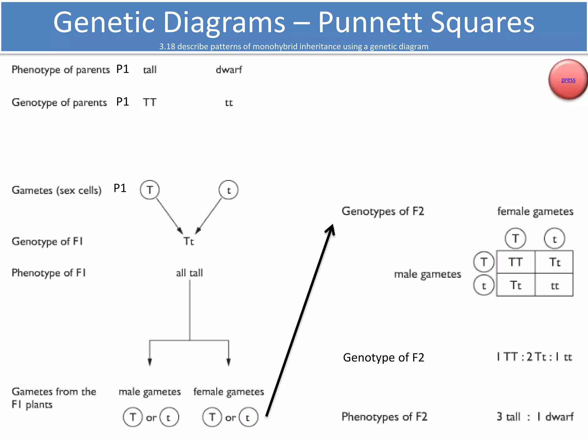 Genetic Diagrams – Punnett Squares 
3.18 describe patterns of monohybrid inheritance using a genetic diagram 
P1 
P1 
P1 
Genotype of F2 
press 
 