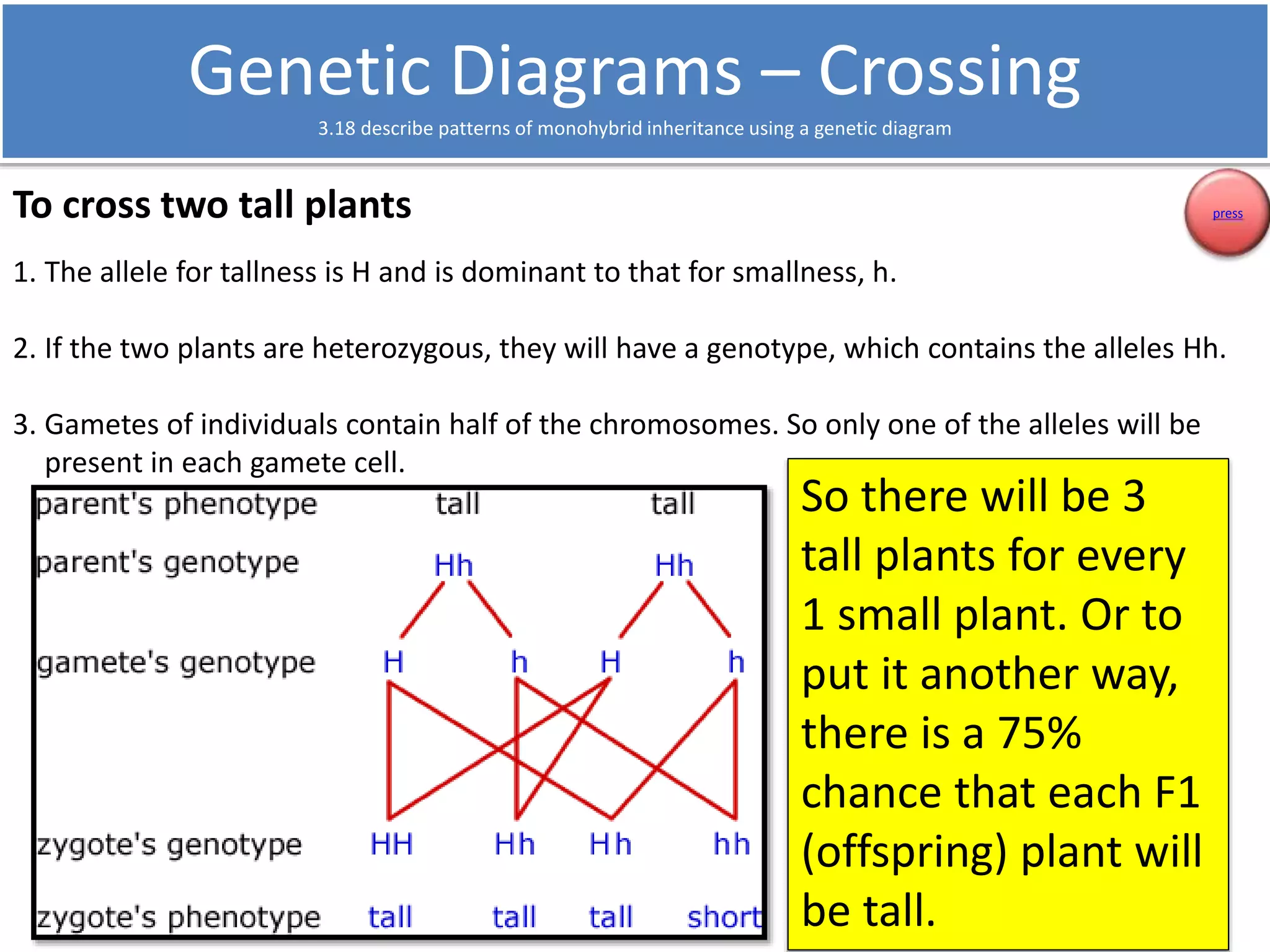 Genetic Diagrams – Crossing 
3.18 describe patterns of monohybrid inheritance using a genetic diagram 
To cross two tall plants 
1. The allele for tallness is H and is dominant to that for smallness, h. 
2. If the two plants are heterozygous, they will have a genotype, which contains the alleles Hh. 
3. Gametes of individuals contain half of the chromosomes. So only one of the alleles will be 
present in each gamete cell. 
So there will be 3 
tall plants for every 
1 small plant. Or to 
put it another way, 
there is a 75% 
chance that each F1 
(offspring) plant will 
be tall. 
press 
 