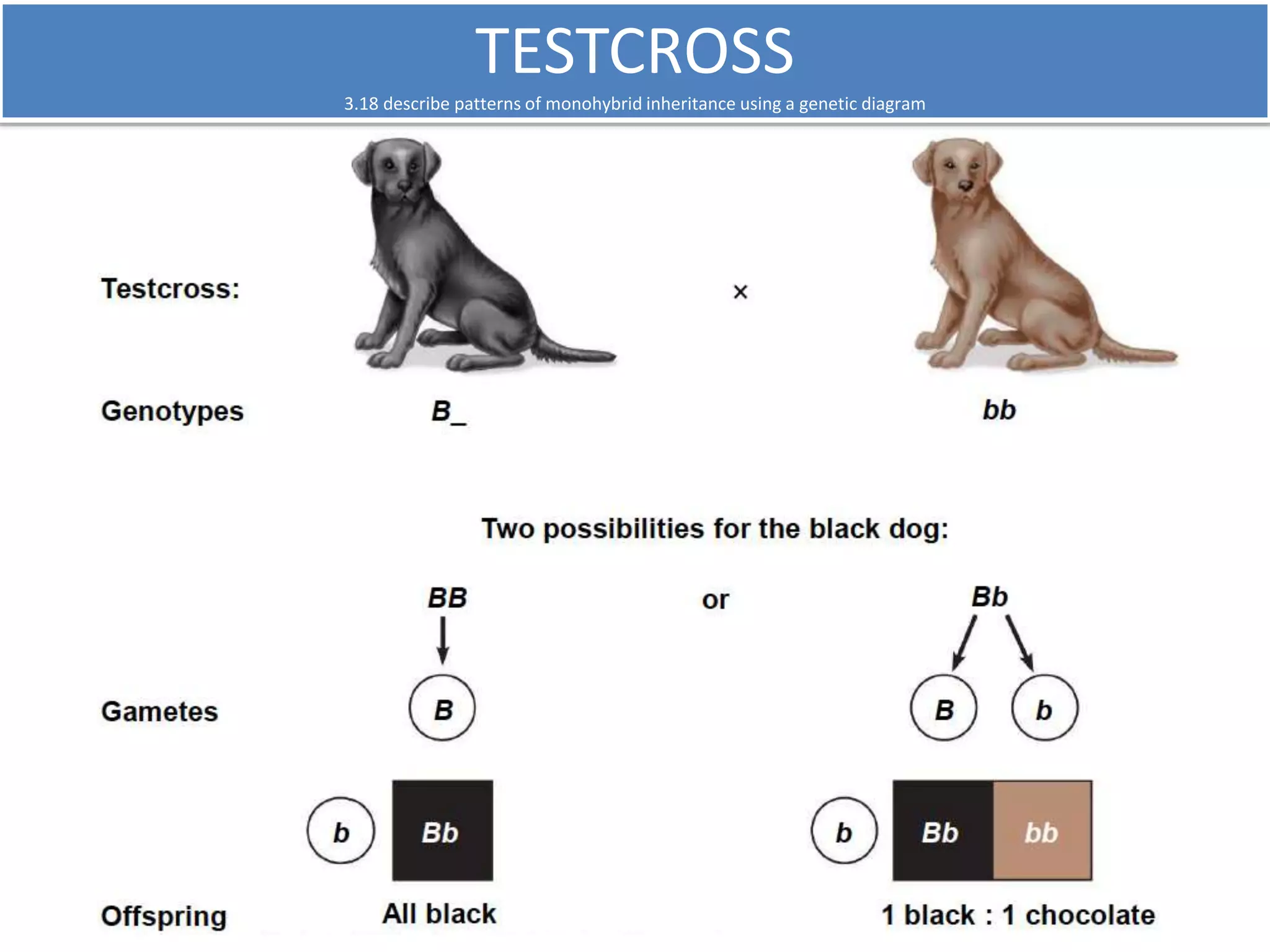 TESTCROSS 
3.18 describe patterns of monohybrid inheritance using a genetic diagram 
 