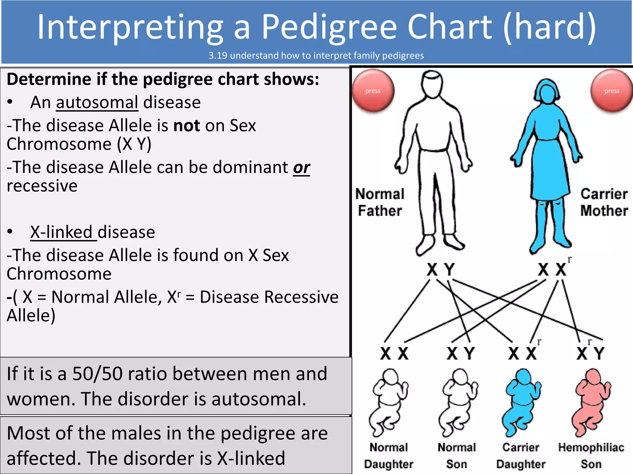 Interpreting a Pedigree Chart (hard) 
3.19 understand how to interpret family pedigrees 
Determine if the pedigree chart shows: 
• An autosomal disease 
-The disease Allele is not on Sex 
Chromosome (X Y) 
-The disease Allele can be dominant or 
recessive 
• X-linked disease 
-The disease Allele is found on X Sex 
Chromosome 
-( X = Normal Allele, Xr = Disease Recessive 
Allele) 
press 
If it is a 50/50 ratio between men and 
women. The disorder is autosomal. 
Most of the males in the pedigree are 
affected. The disorder is X-linked 
press 
 