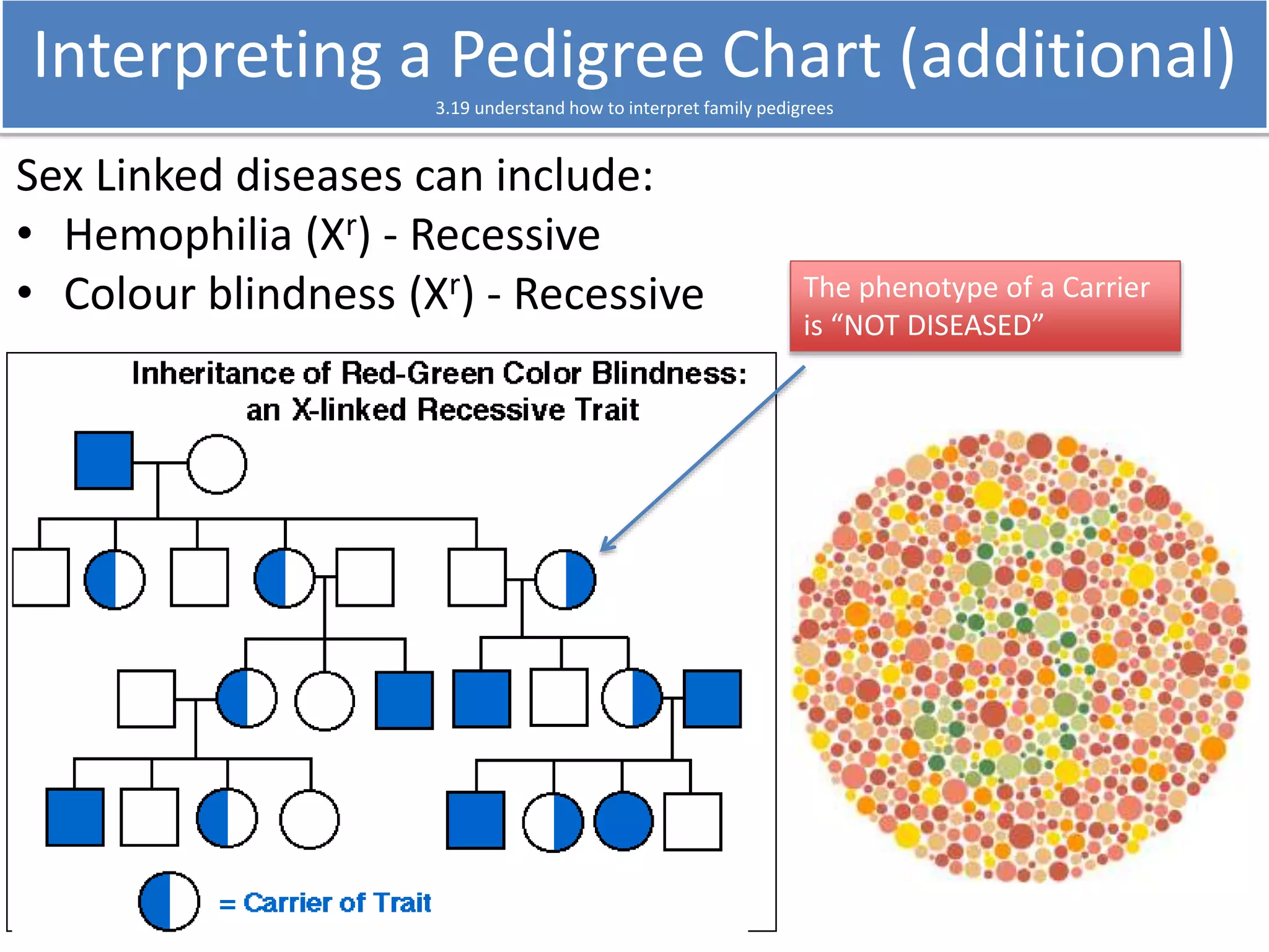 Interpreting a Pedigree Chart (additional) 
3.19 understand how to interpret family pedigrees 
Sex Linked diseases can include: 
• Hemophilia (Xr) - Recessive 
• Colour blindness (Xr) - Recessive The phenotype of a Carrier 
is “NOT DISEASED” 
 