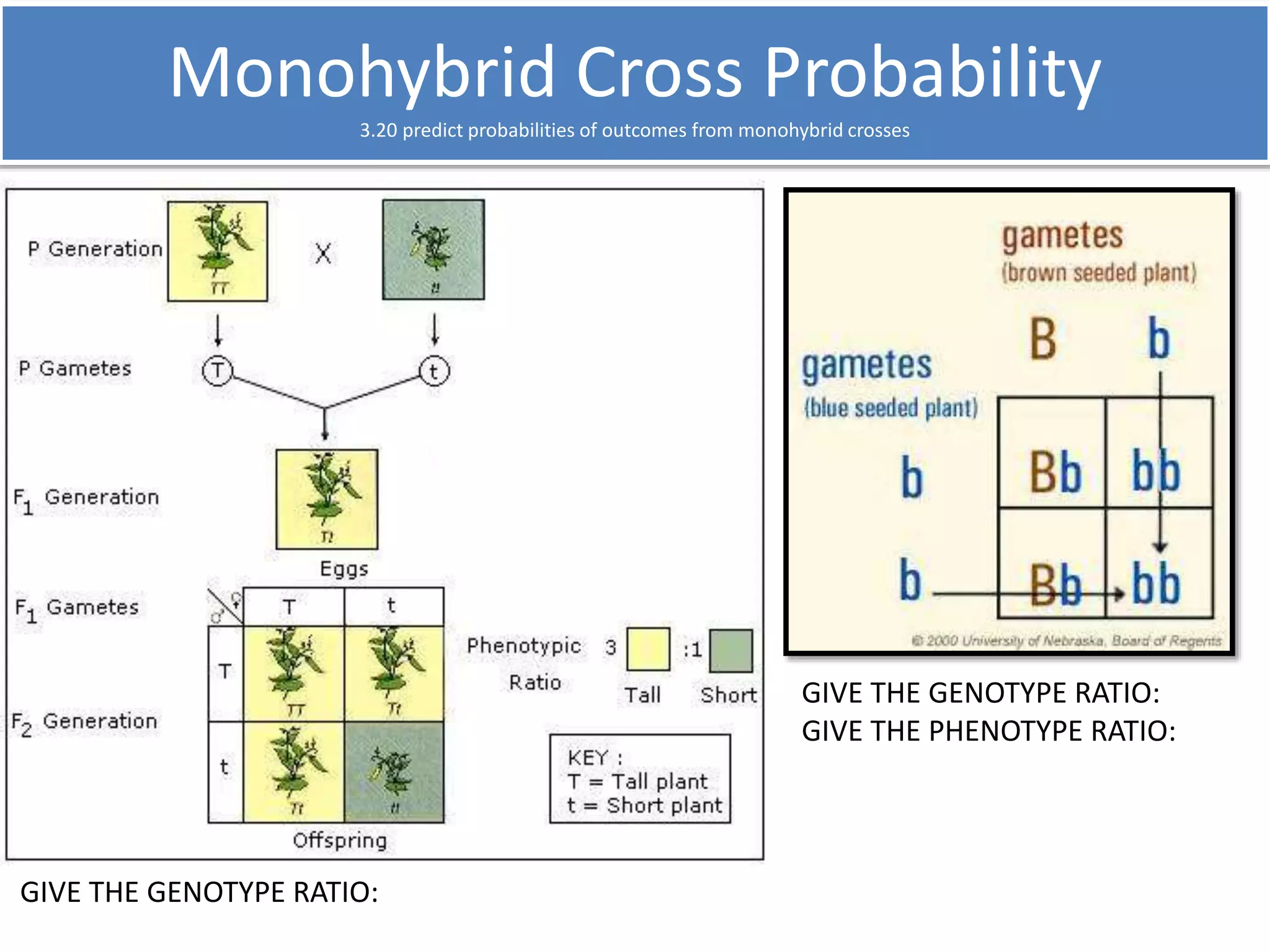 Monohybrid Cross Probability 
3.20 predict probabilities of outcomes from monohybrid crosses 
GIVE THE GENOTYPE RATIO: 
GIVE THE GENOTYPE RATIO: 
GIVE THE PHENOTYPE RATIO: 
 