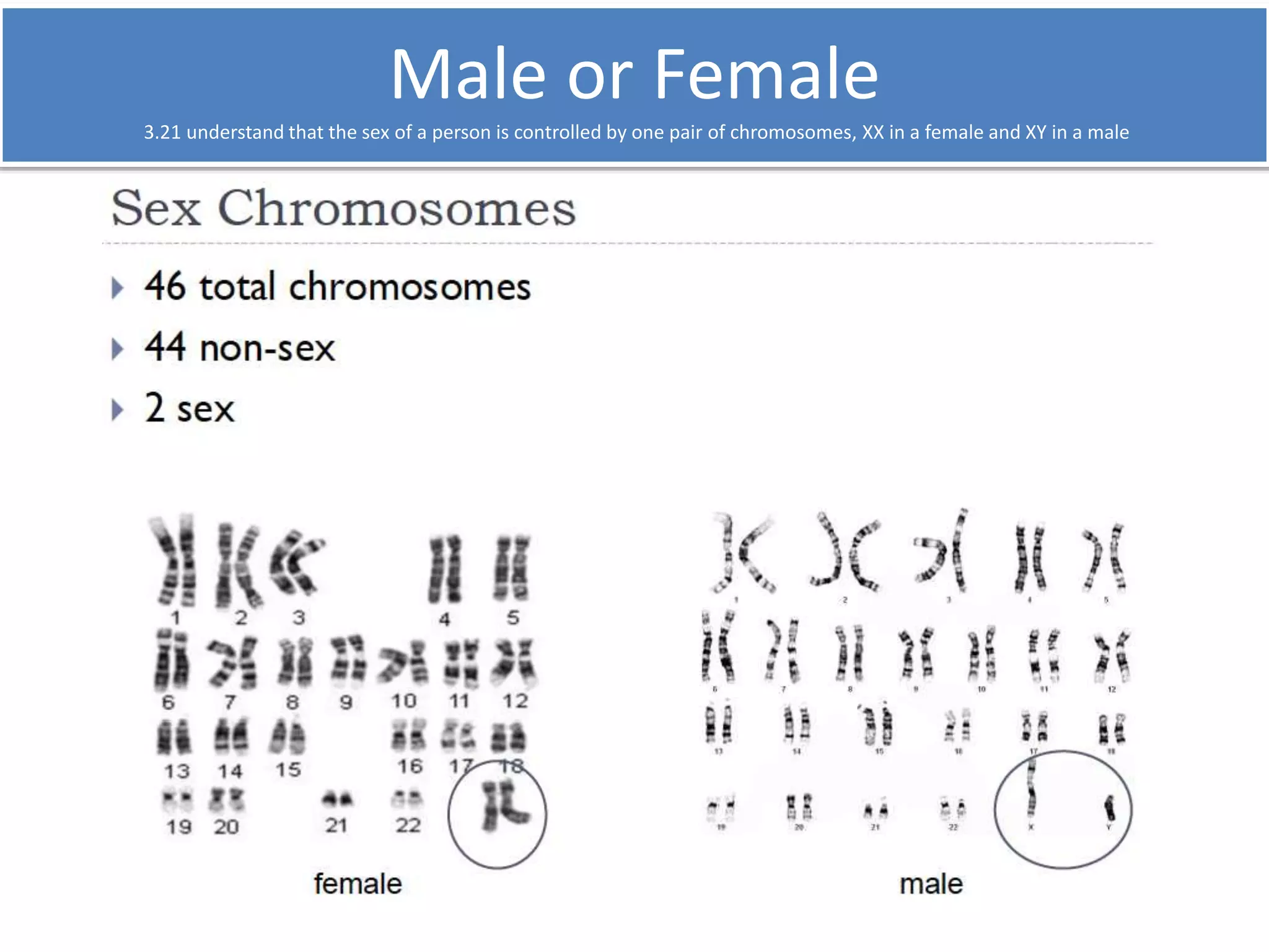 Male or Female 
3.21 understand that the sex of a person is controlled by one pair of chromosomes, XX in a female and XY in a male 
 