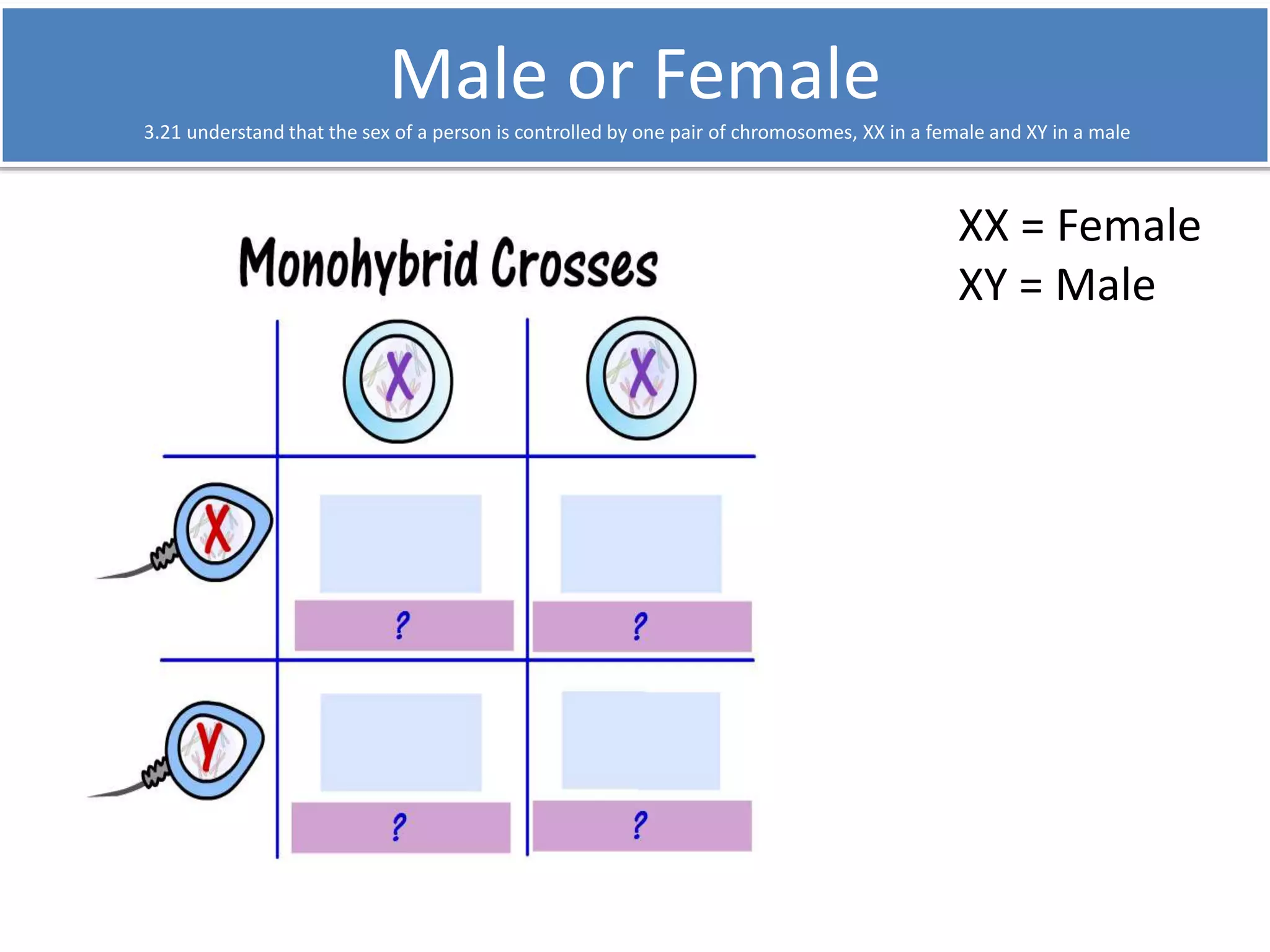 Male or Female 
3.21 understand that the sex of a person is controlled by one pair of chromosomes, XX in a female and XY in a male 
XX = Female 
XY = Male 
 