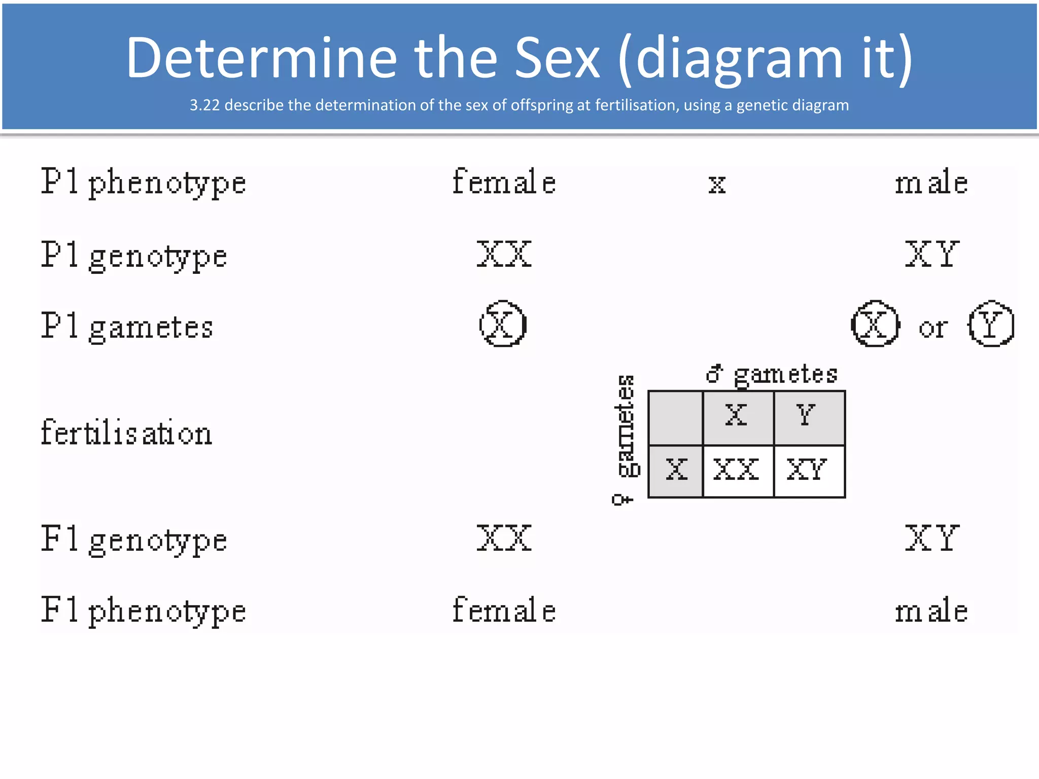Determine the Sex (diagram it) 
3.22 describe the determination of the sex of offspring at fertilisation, using a genetic diagram 
 
