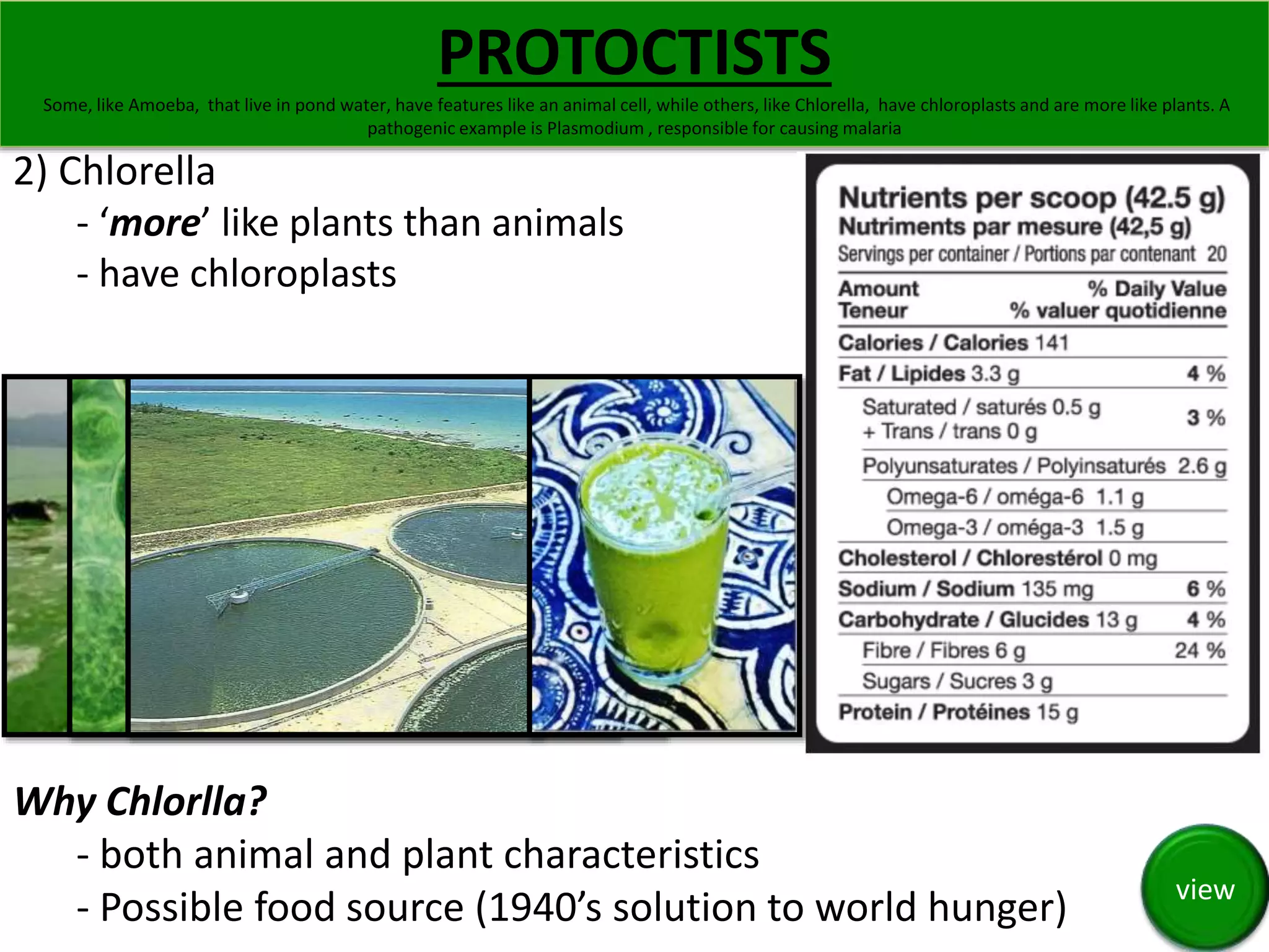 Some, like Amoeba, that live in pond water, have features like an animal cell, while others, like Chlorella, have chloroplasts and are more like plants. A 
2) Chlorella 
PROTOCTISTS 
pathogenic example is Plasmodium , responsible for causing malaria 
- ‘more’ like plants than animals 
- have chloroplasts 
Why Chlorlla? 
- both animal and plant characteristics 
- Possible food source (1940’s solution to world hunger) 
view 
 