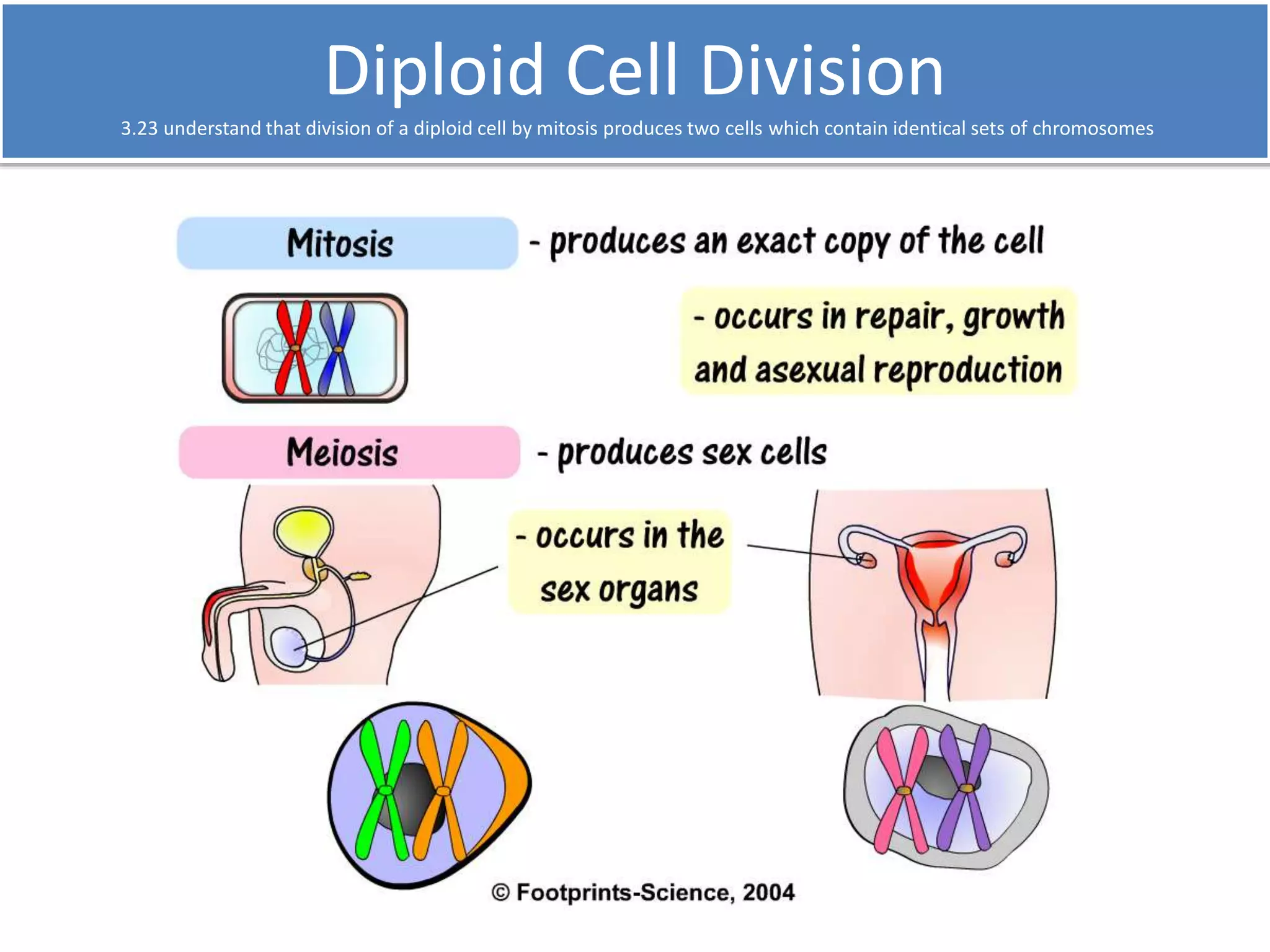 Diploid Cell Division 
3.23 understand that division of a diploid cell by mitosis produces two cells which contain identical sets of chromosomes 
 