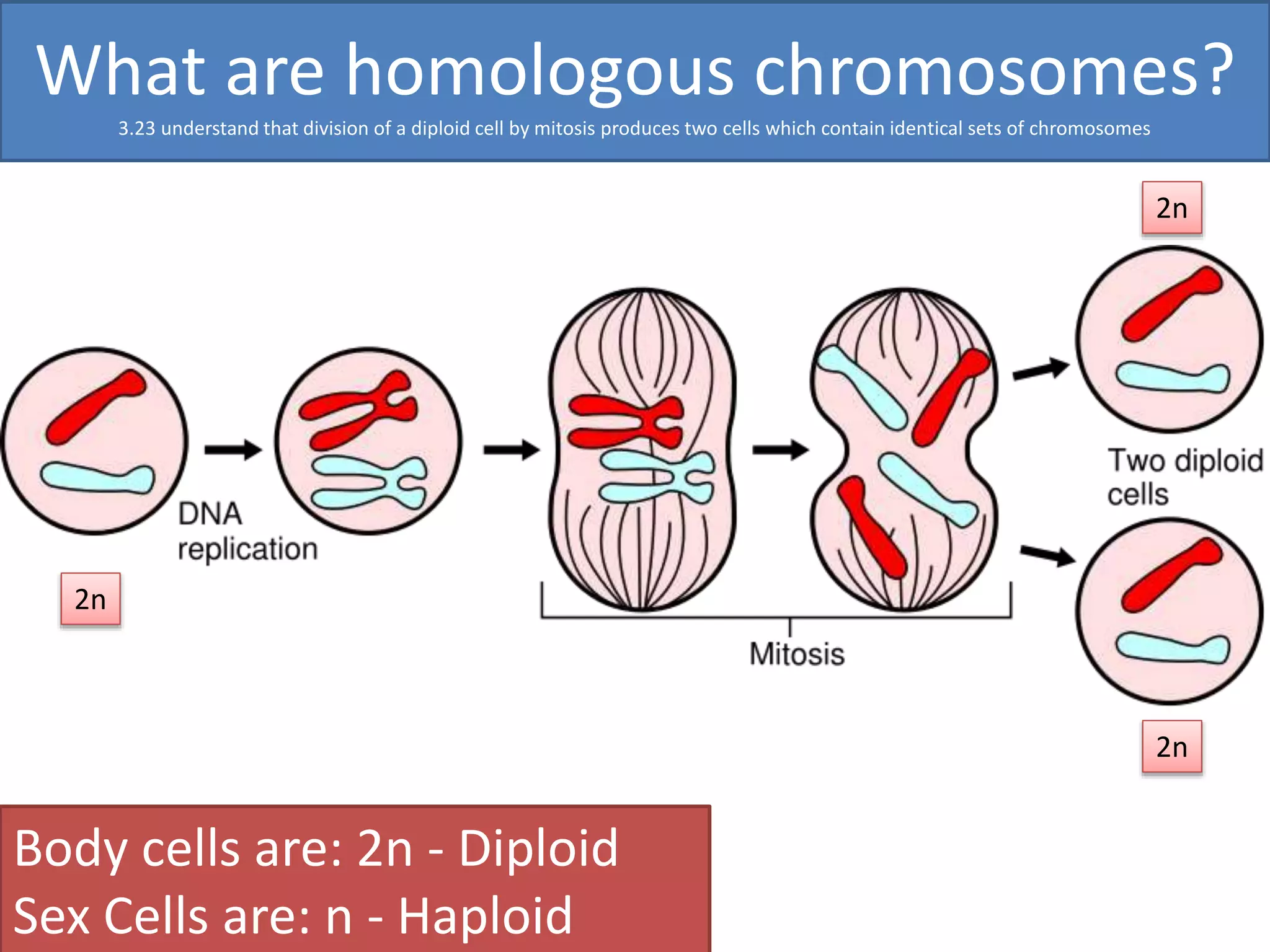What are homologous chromosomes? 
3.23 understand that division of a diploid cell by mitosis produces two cells which contain identical sets of chromosomes 
2n 
Body cells are: 2n - Diploid 
Sex Cells are: n - Haploid 
2n 
2n 
 