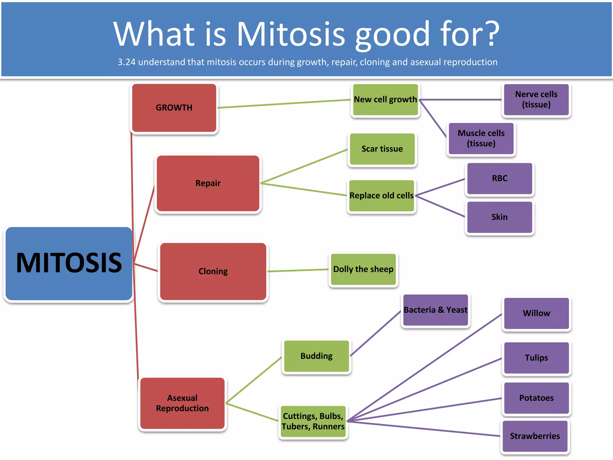 What is Mitosis good for? 
3.24 understand that mitosis occurs during growth, repair, cloning and asexual reproduction 
MITOSIS 
GROWTH 
New cell growth 
Nerve cells 
(tissue) 
Muscle cells 
(tissue) 
Repair 
Scar tissue 
Replace old cells 
RBC 
Skin 
Cloning Dolly the sheep 
Asexual 
Reproduction 
Budding 
Bacteria & Yeast 
Cuttings, Bulbs, 
Tubers, Runners 
Willow 
Tulips 
Potatoes 
Strawberries 
 