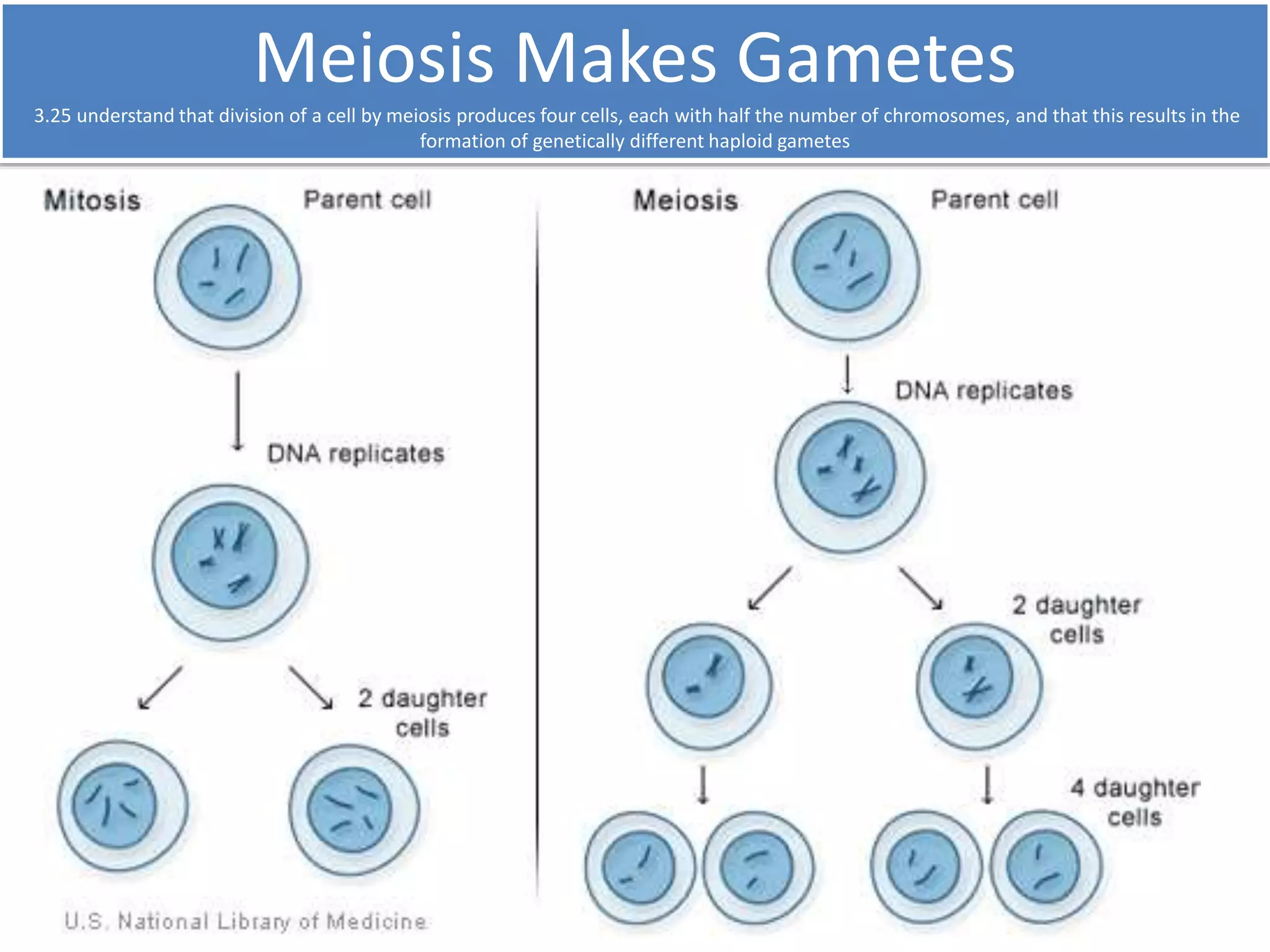 Meiosis Makes Gametes 
3.25 understand that division of a cell by meiosis produces four cells, each with half the number of chromosomes, and that this results in the 
formation of genetically different haploid gametes 
 