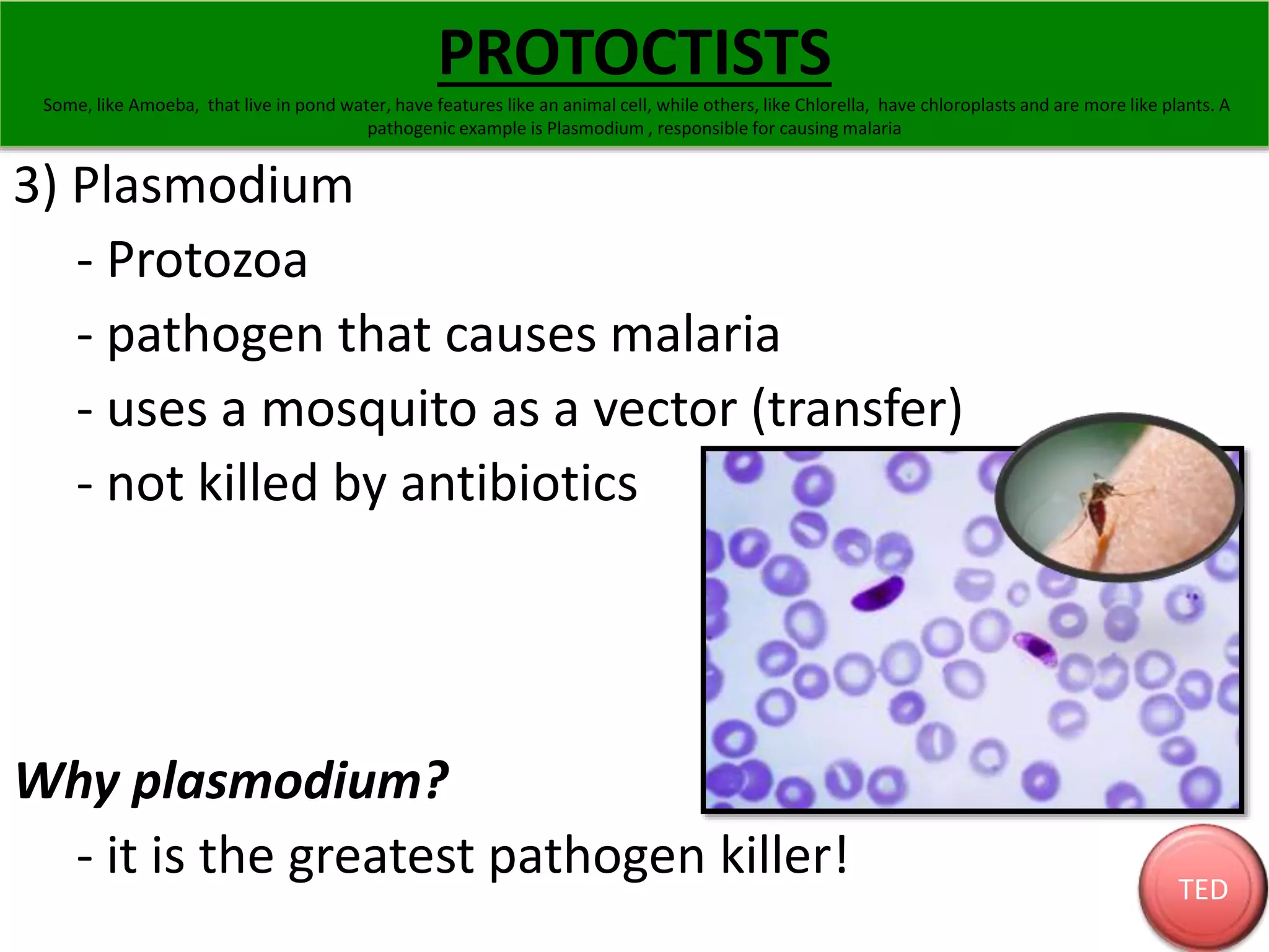 3) Plasmodium 
- Protozoa 
- pathogen that causes malaria 
- uses a mosquito as a vector (transfer) 
- not killed by antibiotics 
Why plasmodium? 
- it is the greatest pathogen killer! 
TED 
PROTOCTISTS 
Some, like Amoeba, that live in pond water, have features like an animal cell, while others, like Chlorella, have chloroplasts and are more like plants. A 
pathogenic example is Plasmodium , responsible for causing malaria 
 