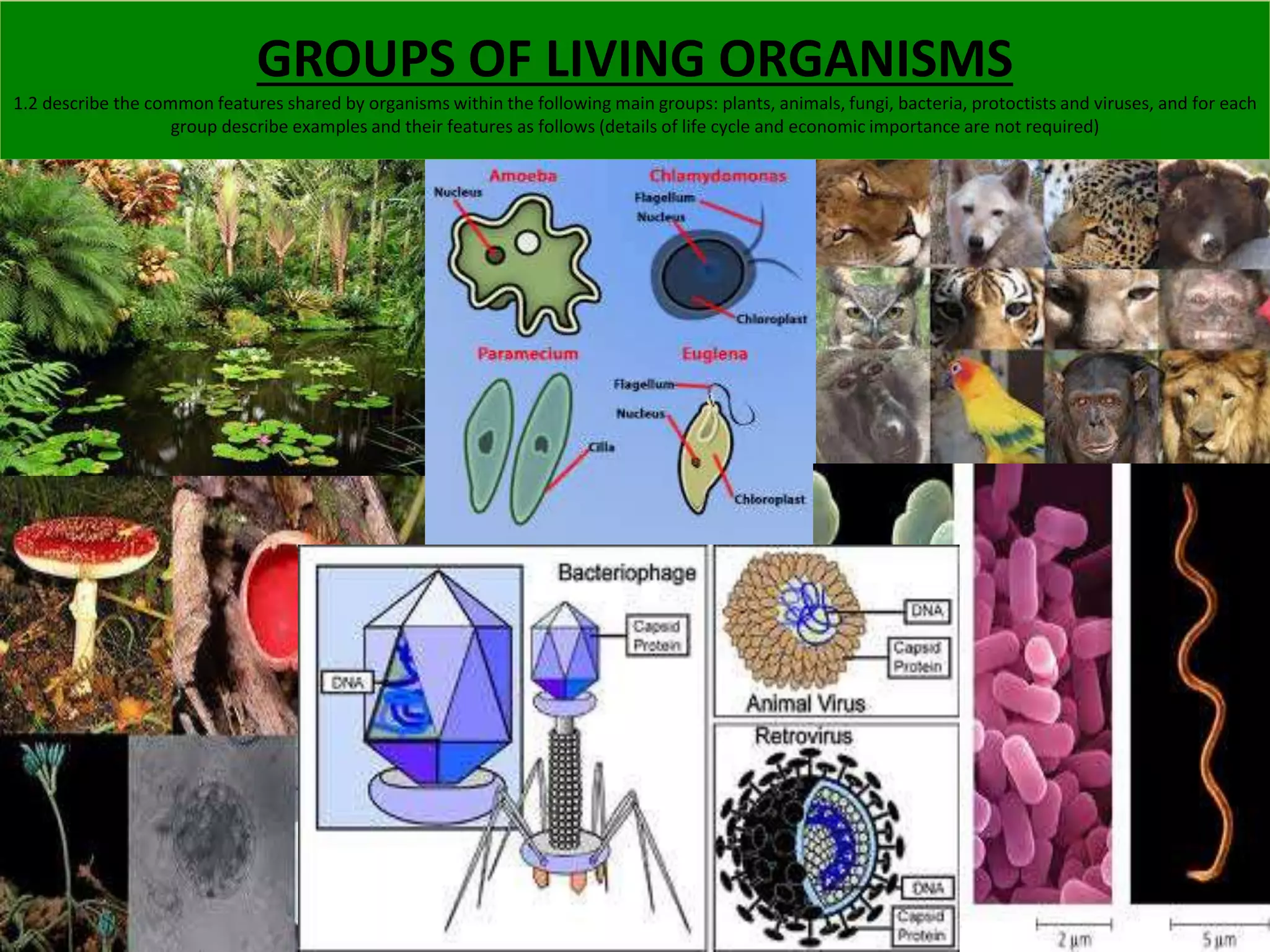 GROUPS OF LIVING ORGANISMS 
1.2 describe the common features shared by organisms within the following main groups: plants, animals, fungi, bacteria, protoctists and viruses, and for each 
group describe examples and their features as follows (details of life cycle and economic importance are not required) 
 