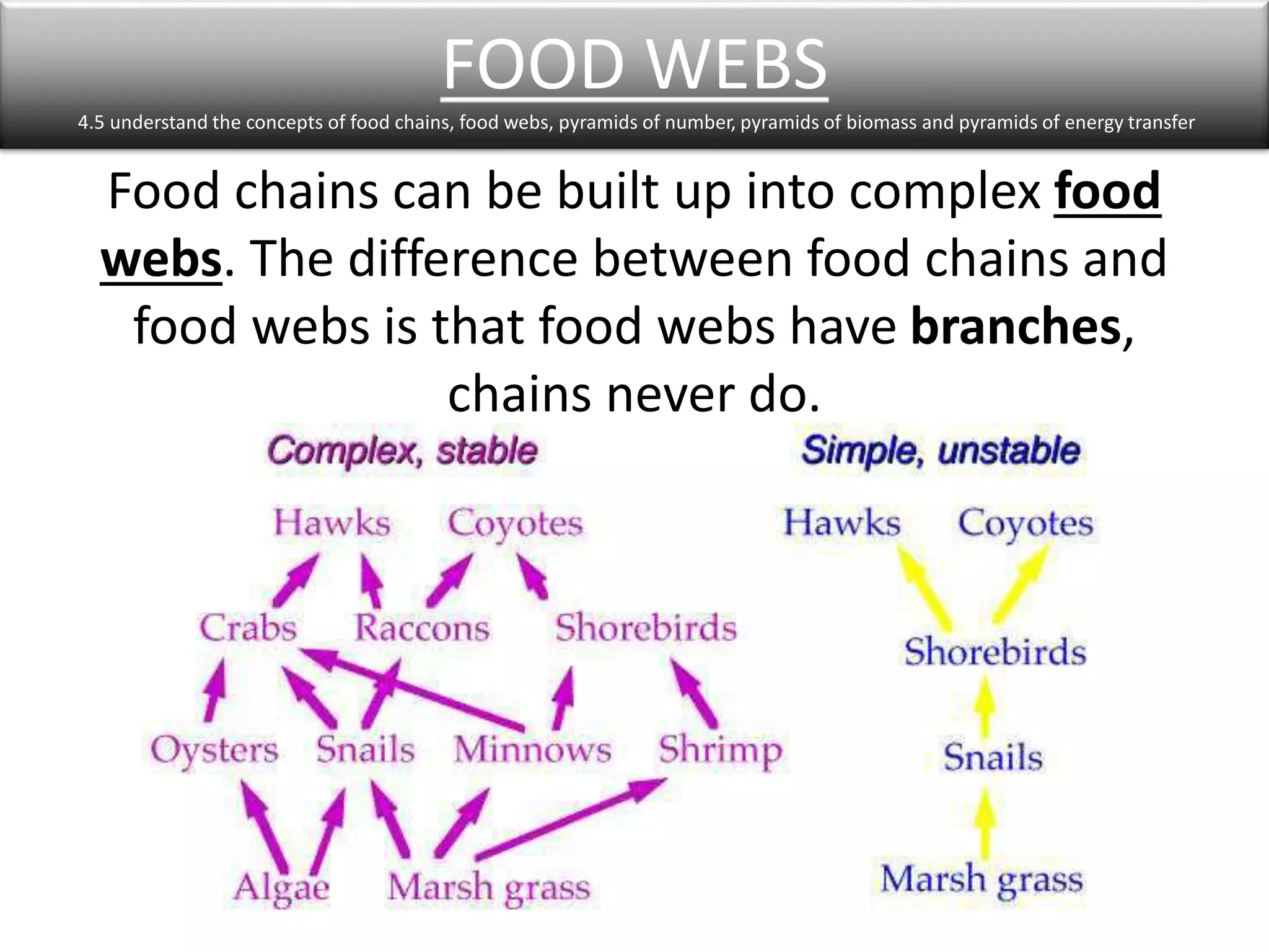 FOOD WEBS 
4.5 understand the concepts of food chains, food webs, pyramids of number, pyramids of biomass and pyramids of energy transfer 
Food chains can be built up into complex food 
webs. The difference between food chains and 
food webs is that food webs have branches, 
chains never do. 
 