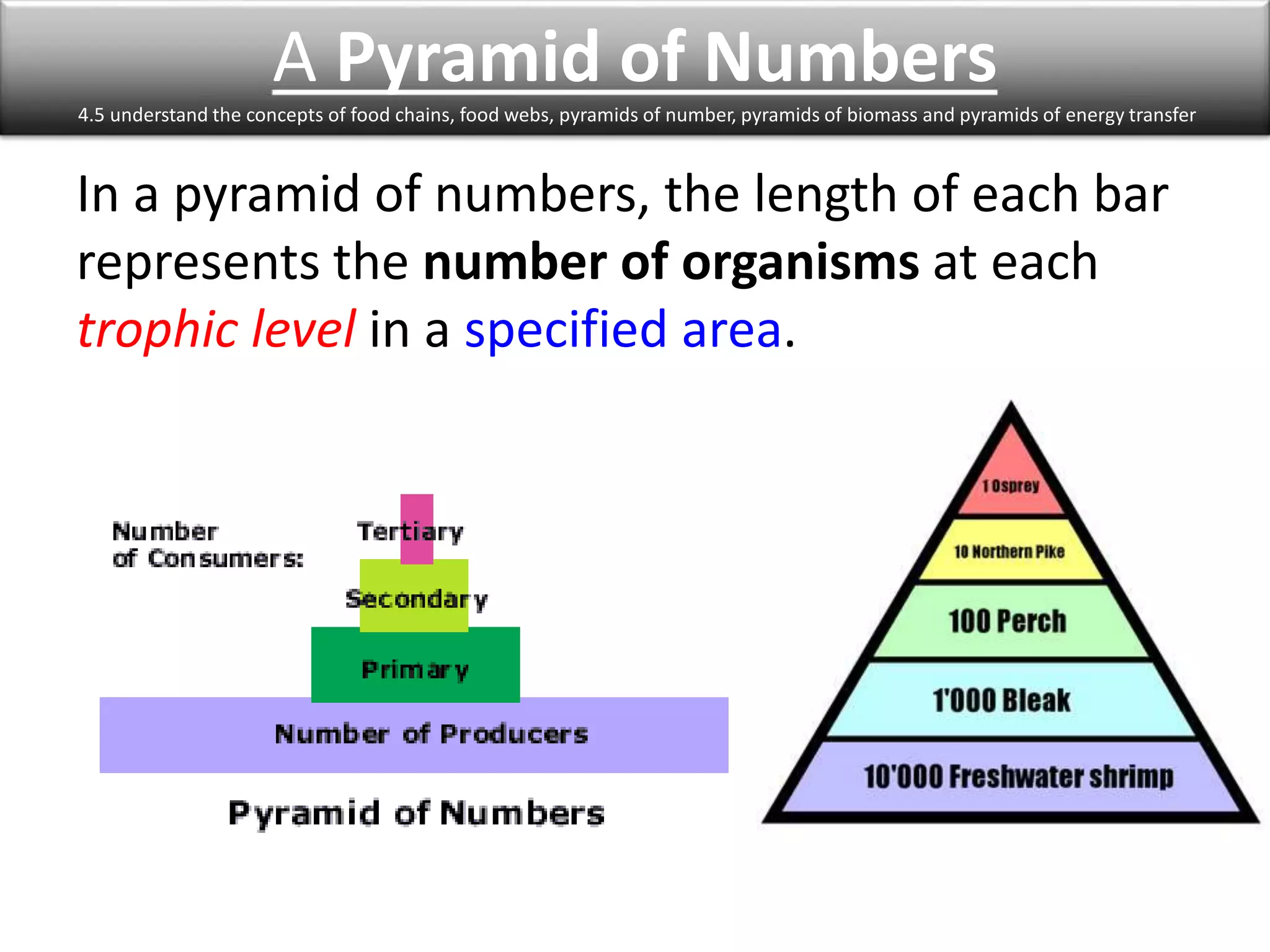 A Pyramid of Numbers 
4.5 understand the concepts of food chains, food webs, pyramids of number, pyramids of biomass and pyramids of energy transfer 
In a pyramid of numbers, the length of each bar 
represents the number of organisms at each 
trophic level in a specified area. 
 