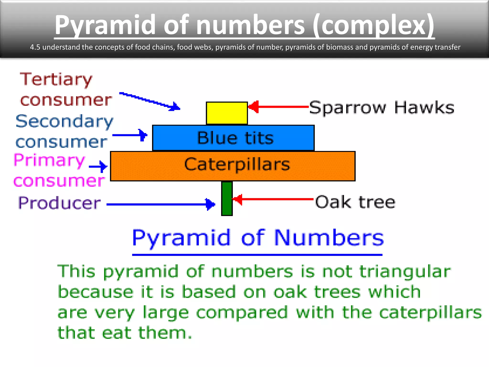 Pyramid of numbers (complex) 
4.5 understand the concepts of food chains, food webs, pyramids of number, pyramids of biomass and pyramids of energy transfer 
 