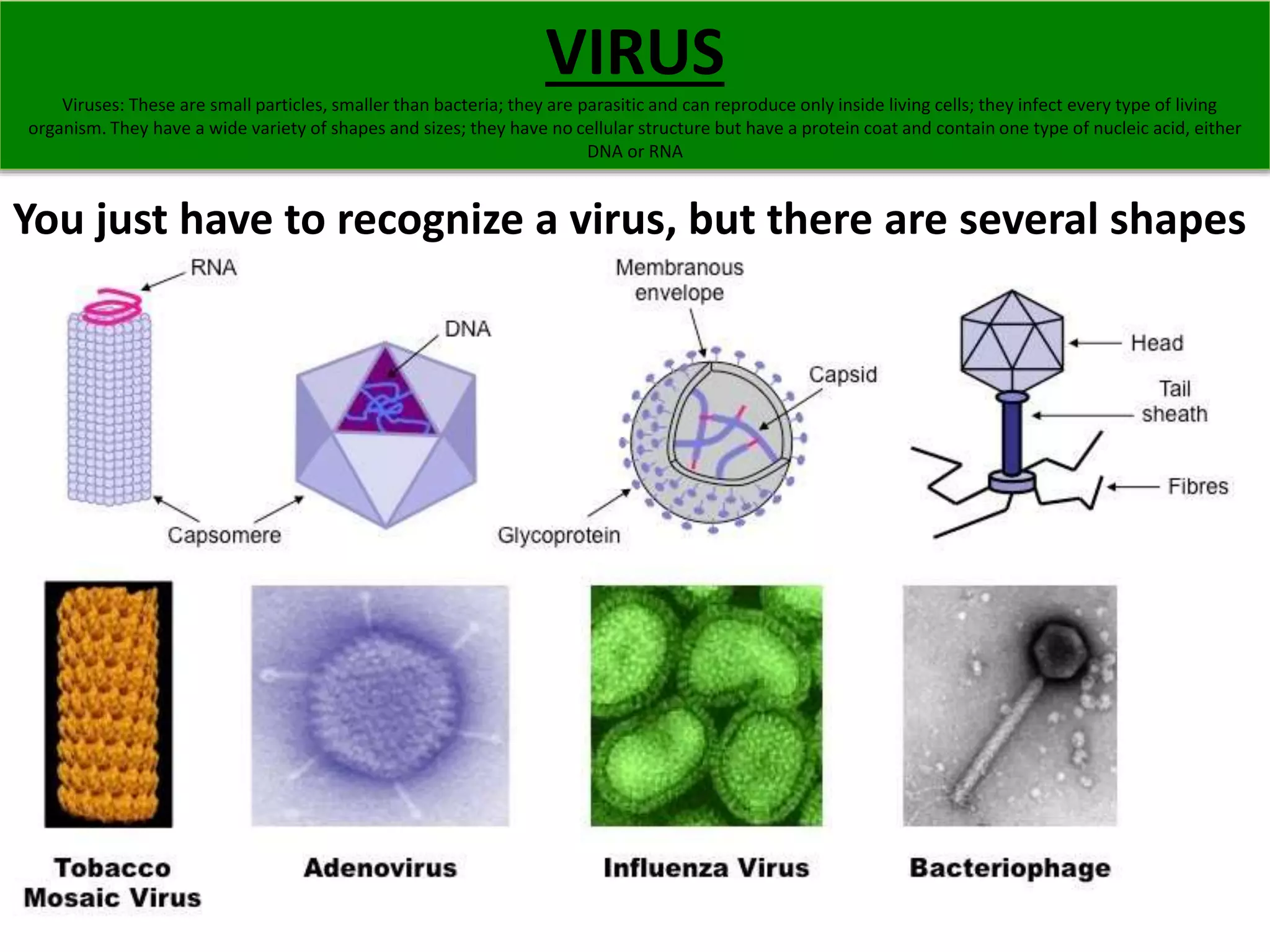 VIRUS 
Viruses: These are small particles, smaller than bacteria; they are parasitic and can reproduce only inside living cells; they infect every type of living 
organism. They have a wide variety of shapes and sizes; they have no cellular structure but have a protein coat and contain one type of nucleic acid, either 
DNA or RNA 
You just have to recognize a virus, but there are several shapes 
 