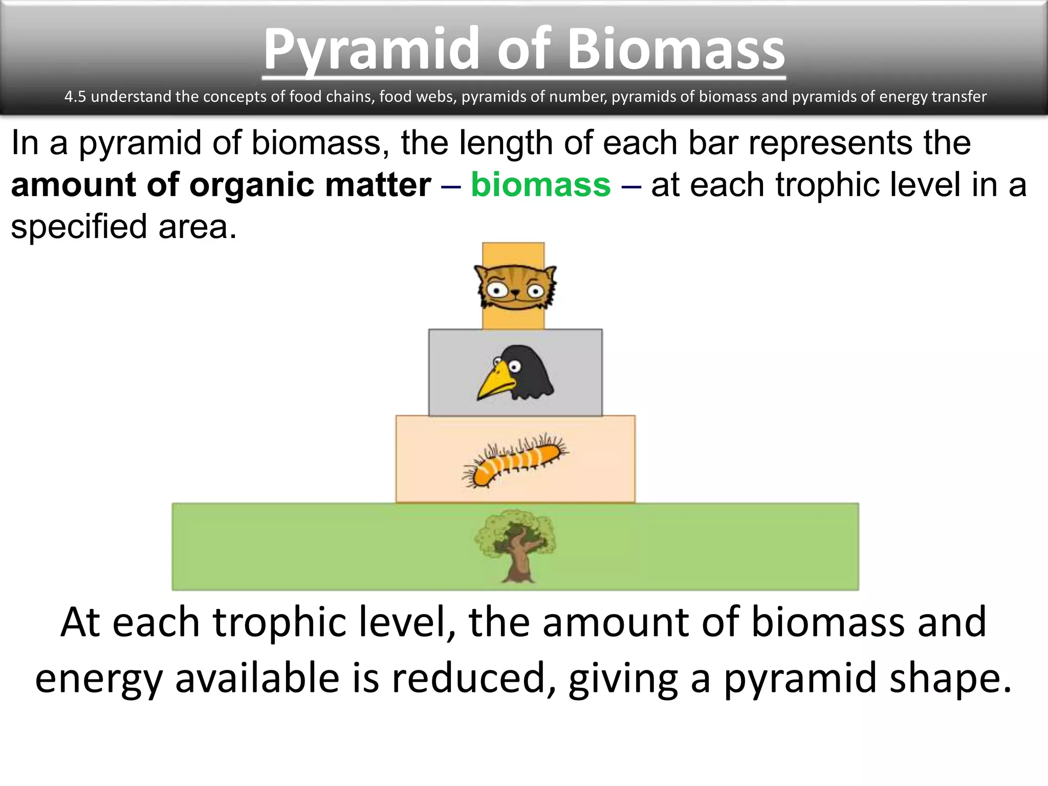 Pyramid of Biomass 
4.5 understand the concepts of food chains, food webs, pyramids of number, pyramids of biomass and pyramids of energy transfer 
In a pyramid of biomass, the length of each bar represents the 
amount of organic matter – biomass – at each trophic level in a 
specified area. 
At each trophic level, the amount of biomass and 
energy available is reduced, giving a pyramid shape. 
 