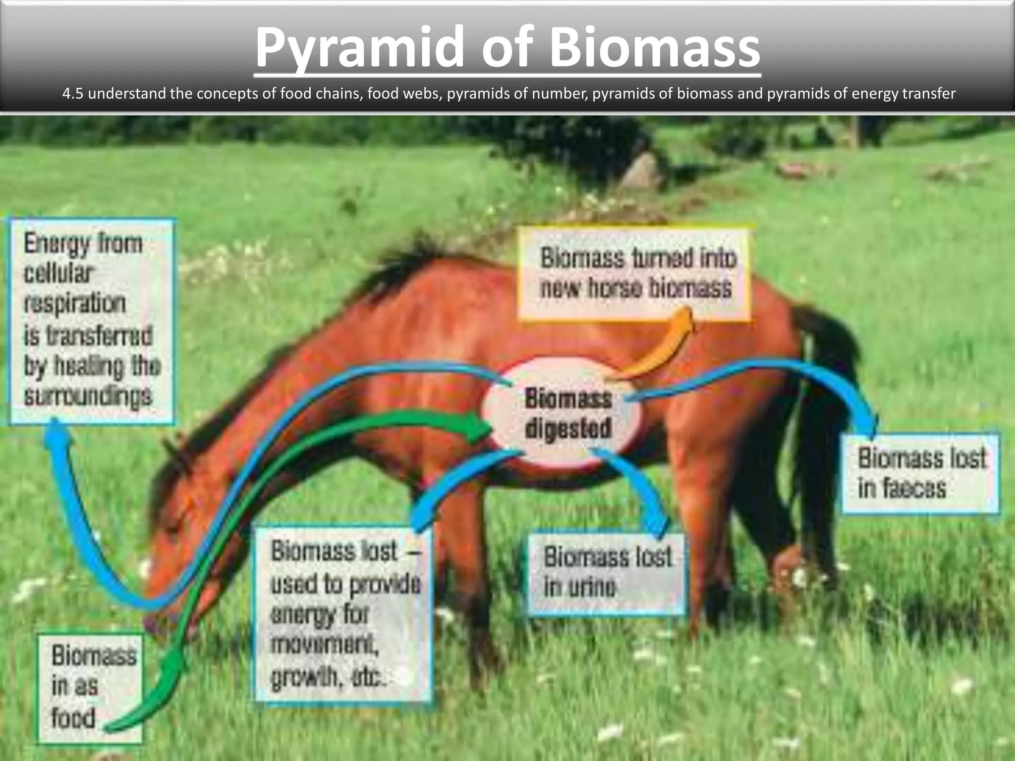 Pyramid of Biomass 
4.5 understand the concepts of food chains, food webs, pyramids of number, pyramids of biomass and pyramids of energy transfer 
 