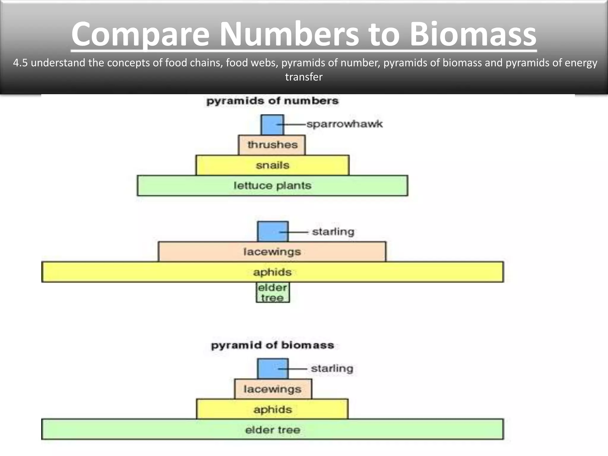 Compare Numbers to Biomass 
4.5 understand the concepts of food chains, food webs, pyramids of number, pyramids of biomass and pyramids of energy 
transfer 
 