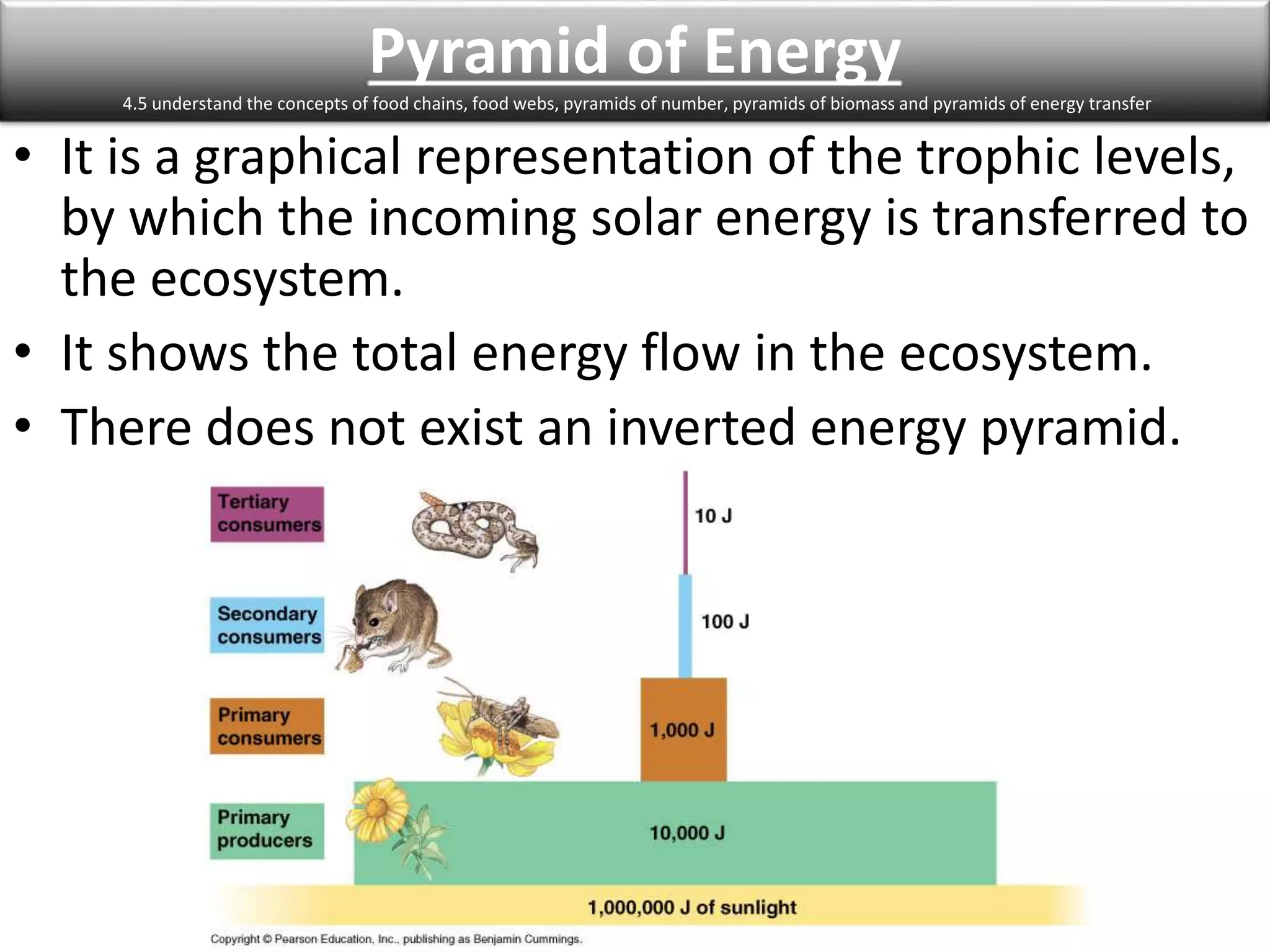 Pyramid of Energy 
4.5 understand the concepts of food chains, food webs, pyramids of number, pyramids of biomass and pyramids of energy transfer 
• It is a graphical representation of the trophic levels, 
by which the incoming solar energy is transferred to 
the ecosystem. 
• It shows the total energy flow in the ecosystem. 
• There does not exist an inverted energy pyramid. 
 