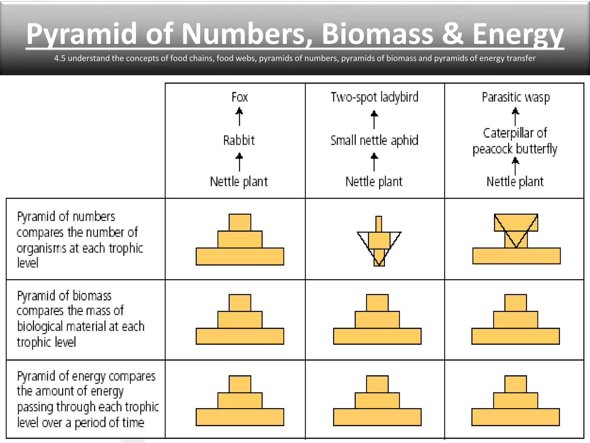 Pyramid of Numbers, Biomass & Energy 
4.5 understand the concepts of food chains, food webs, pyramids of numbers, pyramids of biomass and pyramids of energy transfer 
 