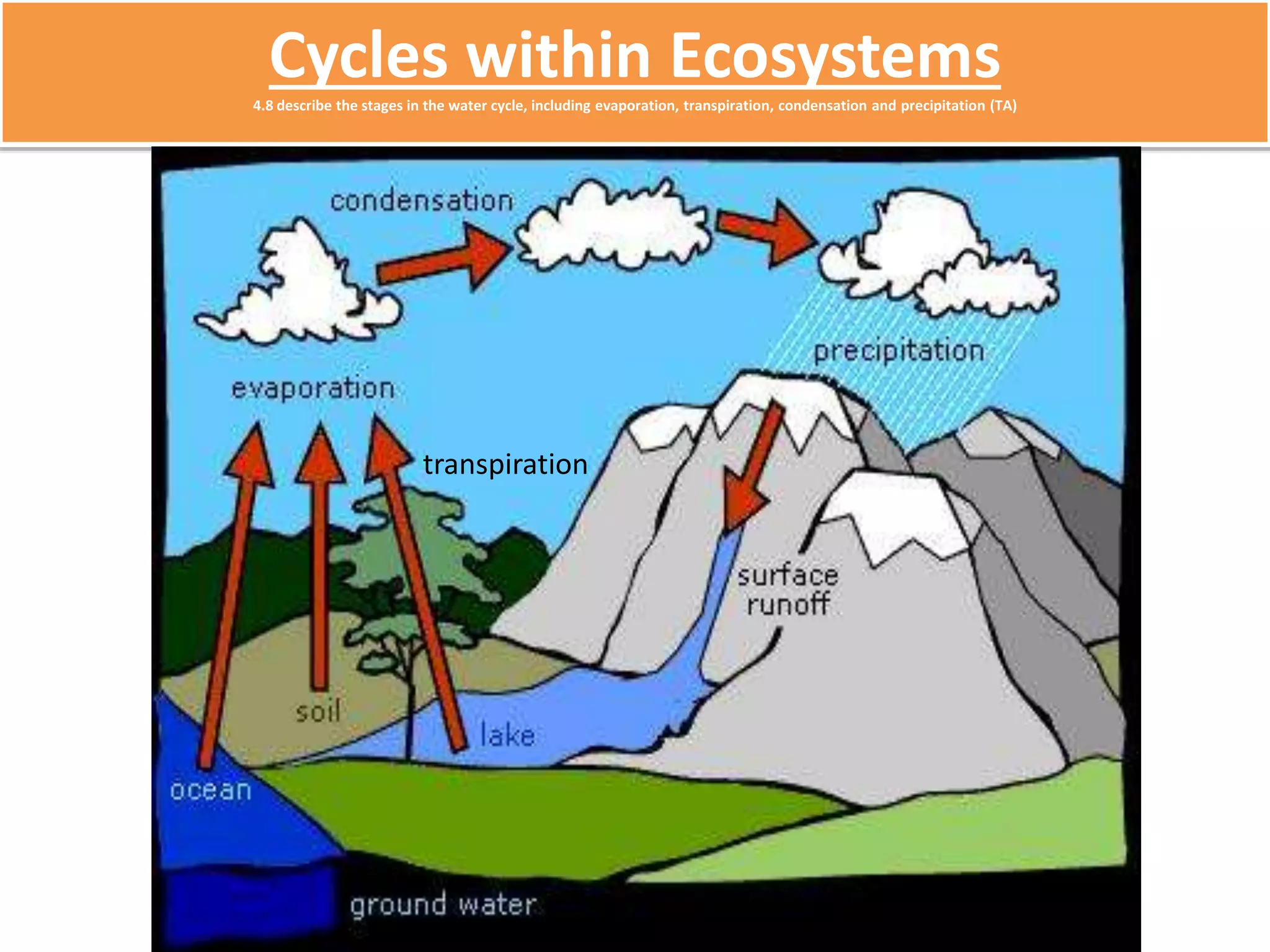Cycles within Ecosystems 
4.8 describe the stages in the water cycle, including evaporation, transpiration, condensation and precipitation (TA) 
transpiration 
 