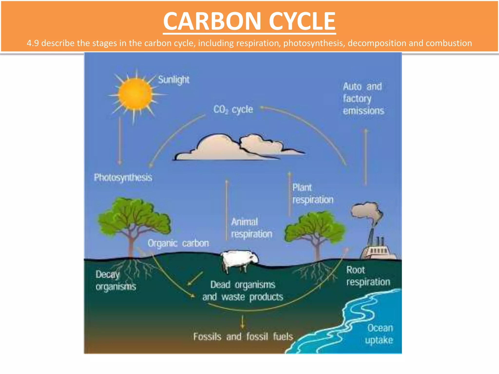CARBON CYCLE 
4.9 describe the stages in the carbon cycle, including respiration, photosynthesis, decomposition and combustion 
 