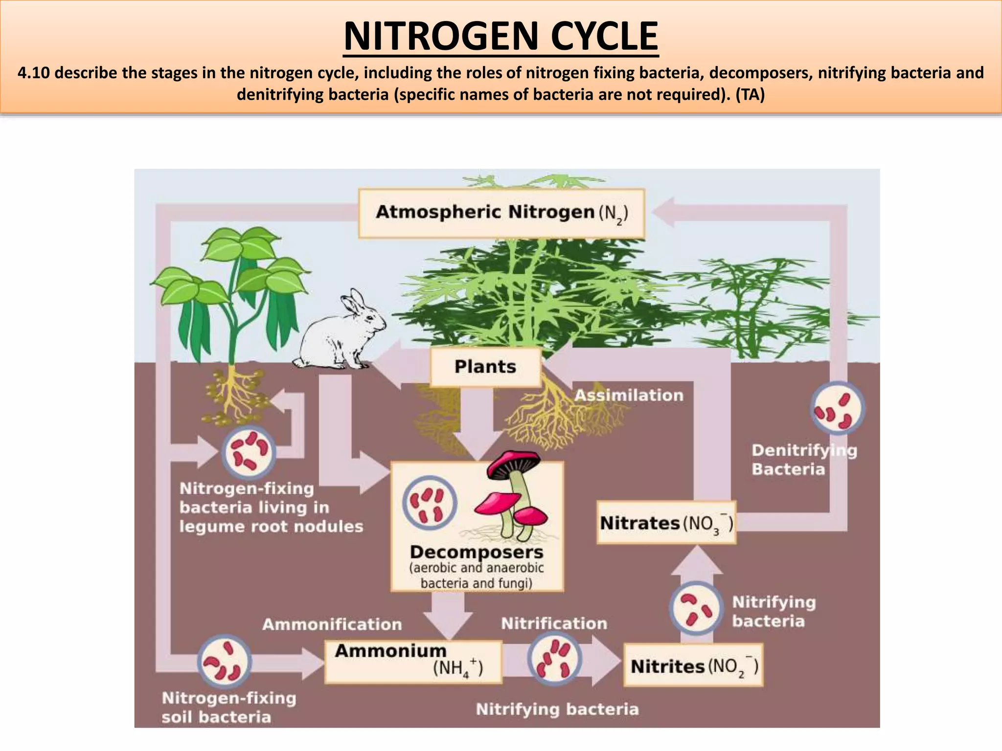 NITROGEN CYCLE 
4.10 describe the stages in the nitrogen cycle, including the roles of nitrogen fixing bacteria, decomposers, nitrifying bacteria and 
denitrifying bacteria (specific names of bacteria are not required). (TA) 
 