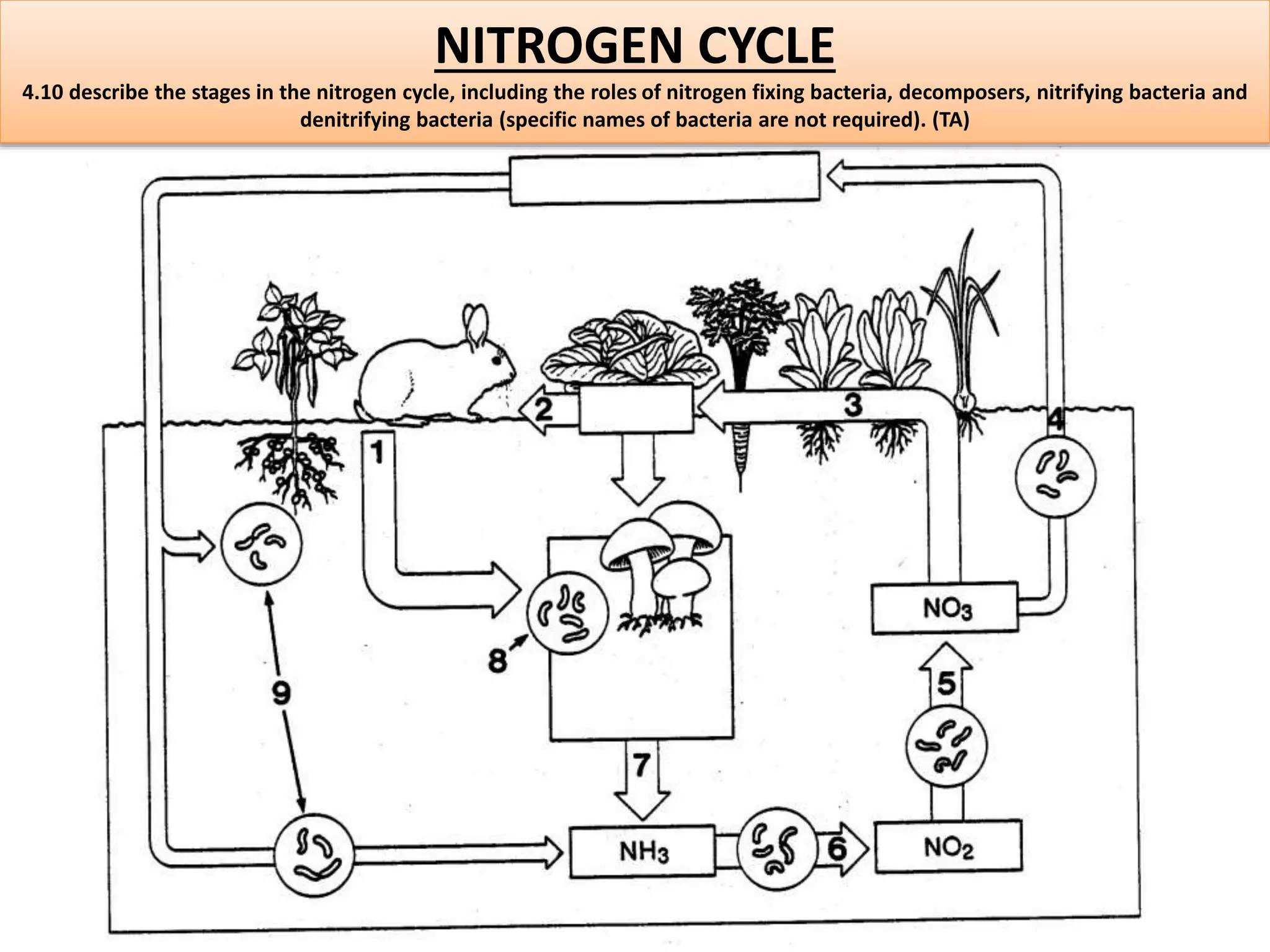 NITROGEN CYCLE 
4.10 describe the stages in the nitrogen cycle, including the roles of nitrogen fixing bacteria, decomposers, nitrifying bacteria and 
denitrifying bacteria (specific names of bacteria are not required). (TA) 
 