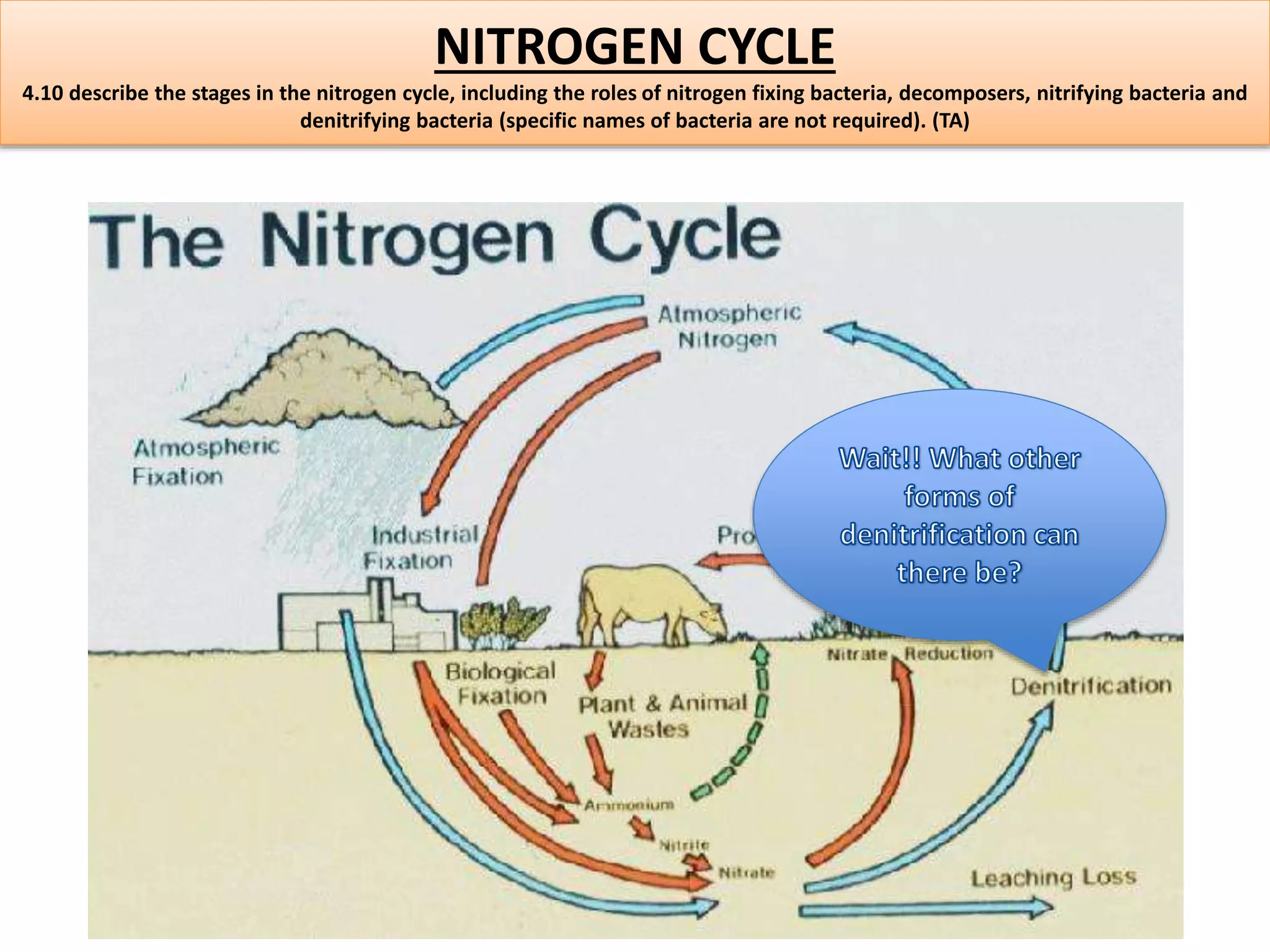 NITROGEN CYCLE 
4.10 describe the stages in the nitrogen cycle, including the roles of nitrogen fixing bacteria, decomposers, nitrifying bacteria and 
denitrifying bacteria (specific names of bacteria are not required). (TA) 
 