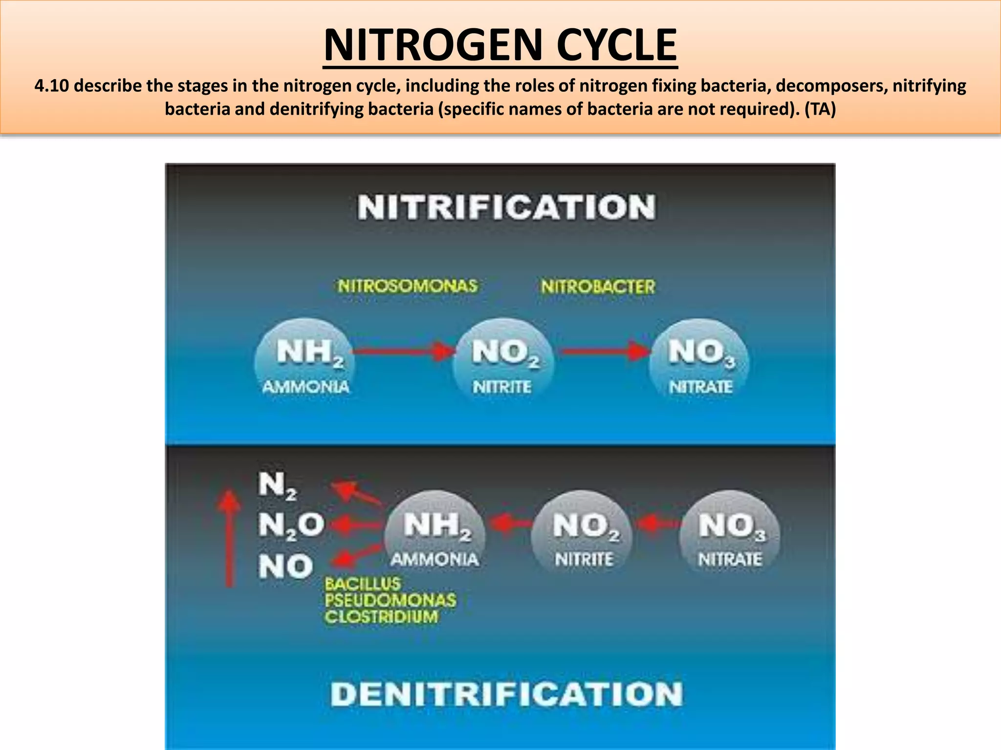 NITROGEN CYCLE 
4.10 describe the stages in the nitrogen cycle, including the roles of nitrogen fixing bacteria, decomposers, nitrifying 
bacteria and denitrifying bacteria (specific names of bacteria are not required). (TA) 
 