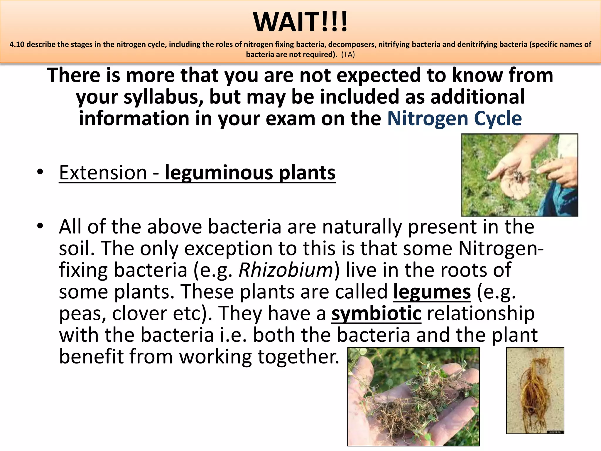 WAIT!!! 
4.10 describe the stages in the nitrogen cycle, including the roles of nitrogen fixing bacteria, decomposers, nitrifying bacteria and denitrifying bacteria (specific names of 
bacteria are not required). (TA) 
There is more that you are not expected to know from 
your syllabus, but may be included as additional 
information in your exam on the Nitrogen Cycle 
• Extension - leguminous plants 
• All of the above bacteria are naturally present in the 
soil. The only exception to this is that some Nitrogen-fixing 
bacteria (e.g. Rhizobium) live in the roots of 
some plants. These plants are called legumes (e.g. 
peas, clover etc). They have a symbiotic relationship 
with the bacteria i.e. both the bacteria and the plant 
benefit from working together. 
 