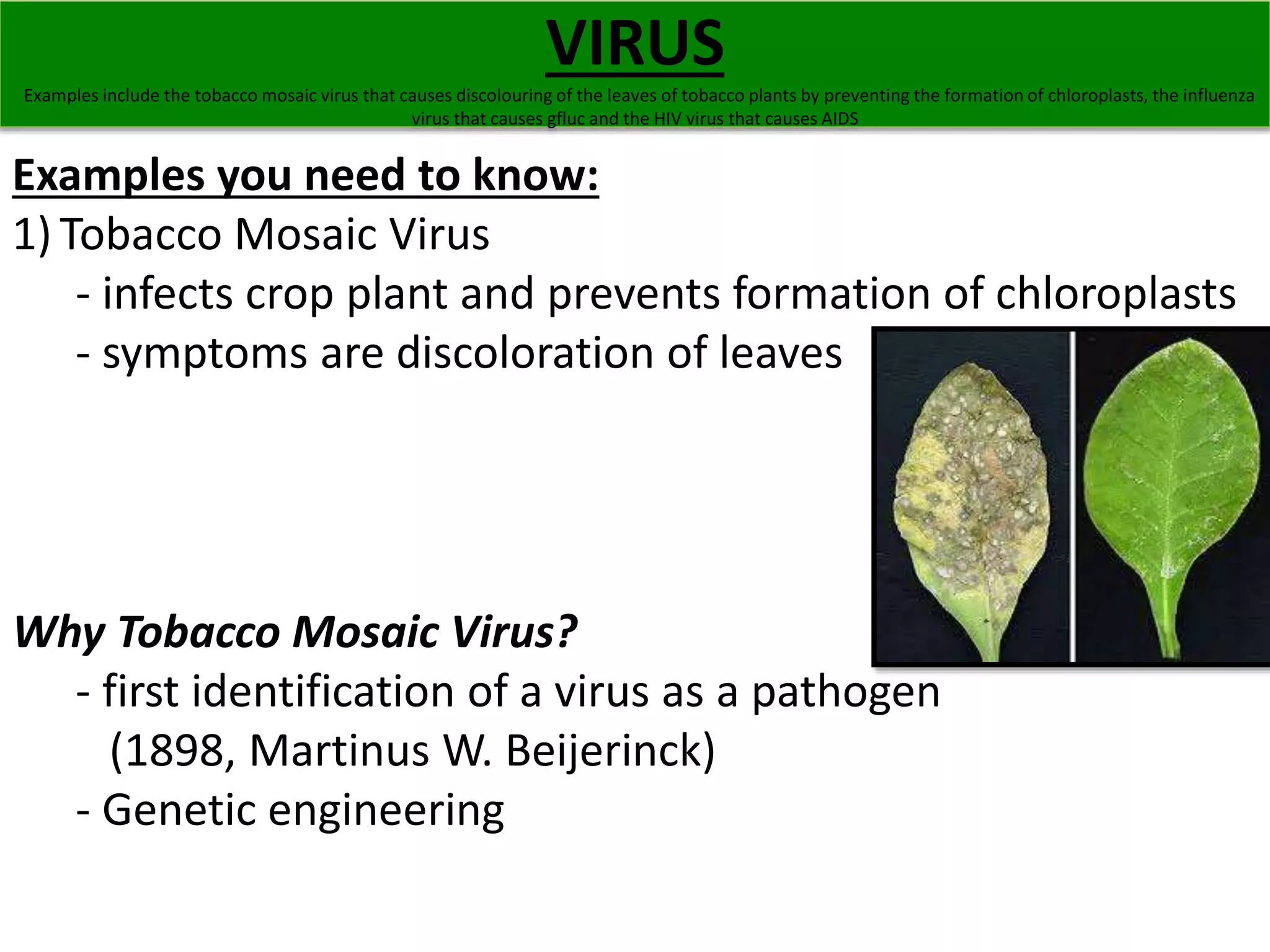 VIRUS 
Examples include the tobacco mosaic virus that causes discolouring of the leaves of tobacco plants by preventing the formation of chloroplasts, the influenza 
virus that causes gfluc and the HIV virus that causes AIDS 
Examples you need to know: 
1) Tobacco Mosaic Virus 
- infects crop plant and prevents formation of chloroplasts 
- symptoms are discoloration of leaves 
Why Tobacco Mosaic Virus? 
- first identification of a virus as a pathogen 
(1898, Martinus W. Beijerinck) 
- Genetic engineering 
 