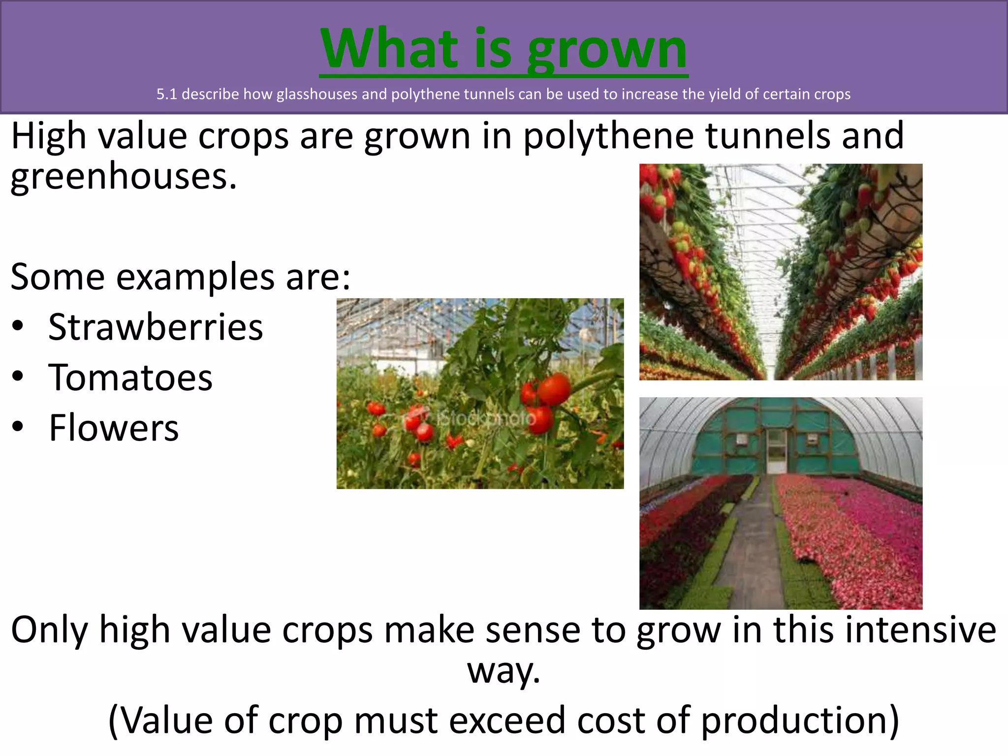 What is grown 
5.1 describe how glasshouses and polythene tunnels can be used to increase the yield of certain crops 
High value crops are grown in polythene tunnels and 
greenhouses. 
Some examples are: 
• Strawberries 
• Tomatoes 
• Flowers 
Only high value crops make sense to grow in this intensive 
way. 
(Value of crop must exceed cost of production) 
 