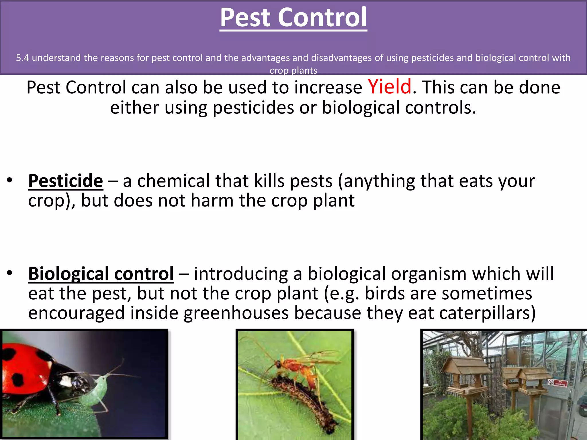 Pest Control 
5.4 understand the reasons for pest control and the advantages and disadvantages of using pesticides and biological control with 
crop plants 
Pest Control can also be used to increase Yield. This can be done 
either using pesticides or biological controls. 
• Pesticide – a chemical that kills pests (anything that eats your 
crop), but does not harm the crop plant 
• Biological control – introducing a biological organism which will 
eat the pest, but not the crop plant (e.g. birds are sometimes 
encouraged inside greenhouses because they eat caterpillars) 
 