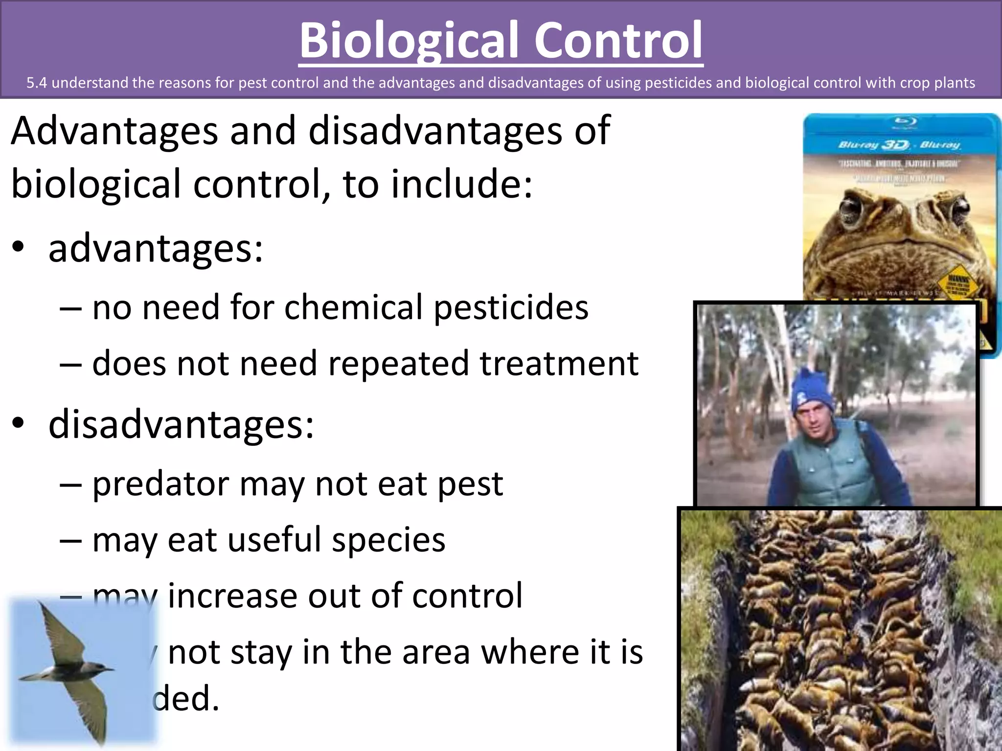 Biological Control 
5.4 understand the reasons for pest control and the advantages and disadvantages of using pesticides and biological control with crop plants 
Advantages and disadvantages of 
biological control, to include: 
• advantages: 
– no need for chemical pesticides 
– does not need repeated treatment 
• disadvantages: 
– predator may not eat pest 
– may eat useful species 
– may increase out of control 
– may not stay in the area where it is 
needed. 
 