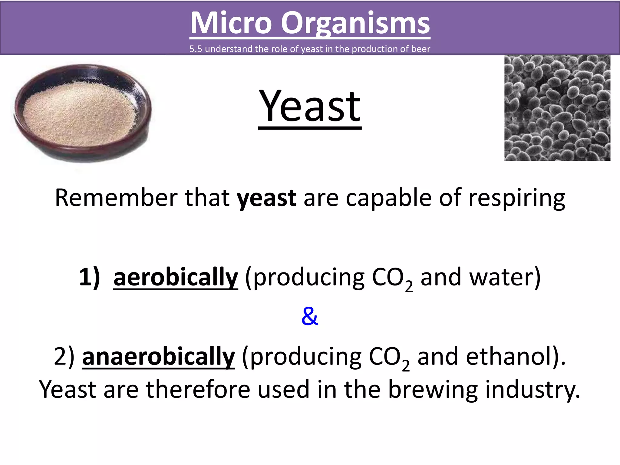 Micro Organisms 
5.5 understand the role of yeast in the production of beer 
Yeast 
Remember that yeast are capable of respiring 
1) aerobically (producing CO2 and water) 
& 
2) anaerobically (producing CO2 and ethanol). 
Yeast are therefore used in the brewing industry. 
 