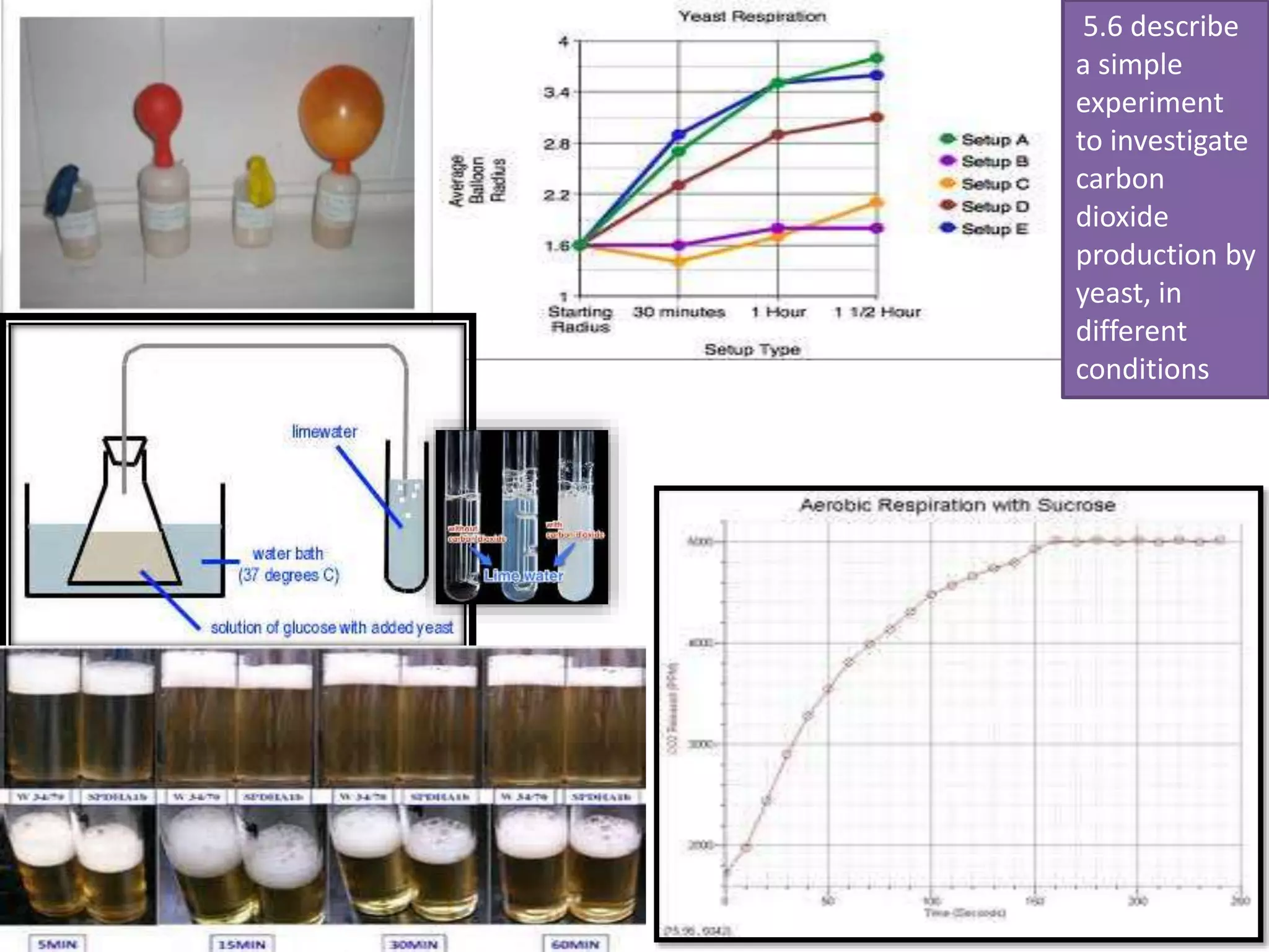 5.6 describe 
a simple 
experiment 
to investigate 
carbon 
dioxide 
production by 
yeast, in 
different 
conditions 
 