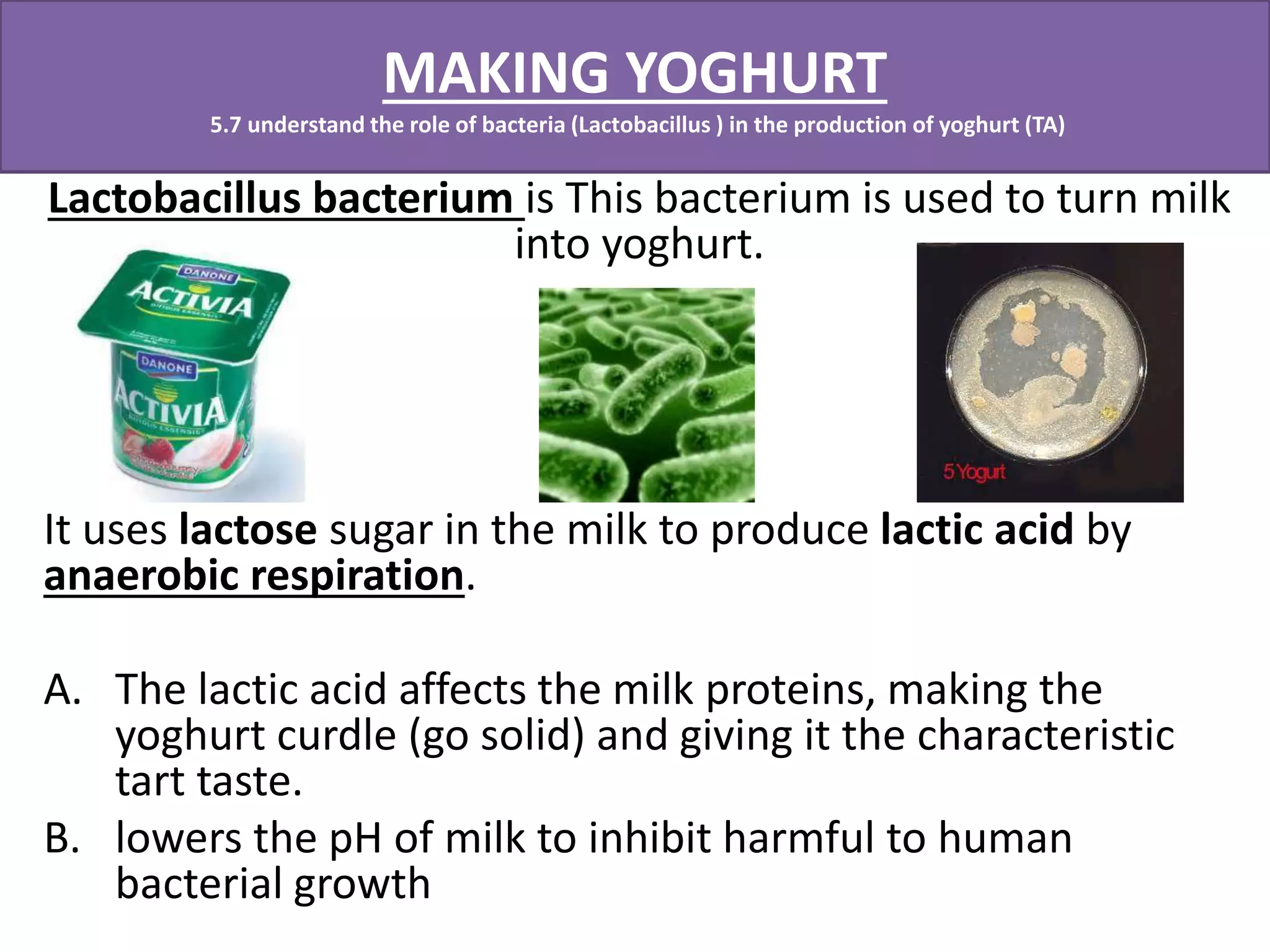MAKING YOGHURT 
5.7 understand the role of bacteria (Lactobacillus ) in the production of yoghurt (TA) 
Lactobacillus bacterium is This bacterium is used to turn milk 
into yoghurt. 
It uses lactose sugar in the milk to produce lactic acid by 
anaerobic respiration. 
A. The lactic acid affects the milk proteins, making the 
yoghurt curdle (go solid) and giving it the characteristic 
tart taste. 
B. lowers the pH of milk to inhibit harmful to human 
bacterial growth 
 