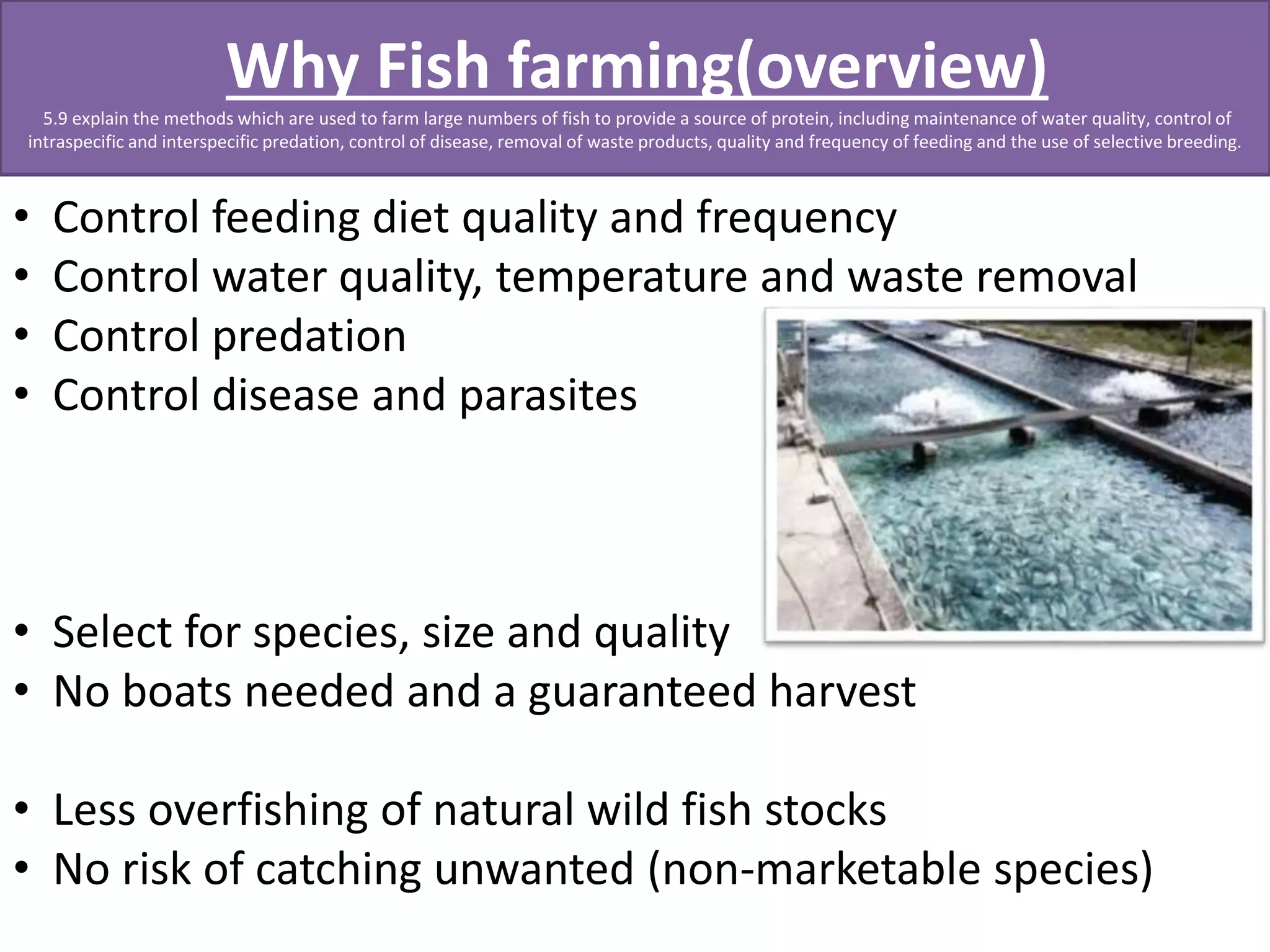 Why Fish farming(overview) 
5.9 explain the methods which are used to farm large numbers of fish to provide a source of protein, including maintenance of water quality, control of 
intraspecific and interspecific predation, control of disease, removal of waste products, quality and frequency of feeding and the use of selective breeding. 
• Control feeding diet quality and frequency 
• Control water quality, temperature and waste removal 
• Control predation 
• Control disease and parasites 
• Select for species, size and quality 
• No boats needed and a guaranteed harvest 
• Less overfishing of natural wild fish stocks 
• No risk of catching unwanted (non-marketable species) 
 