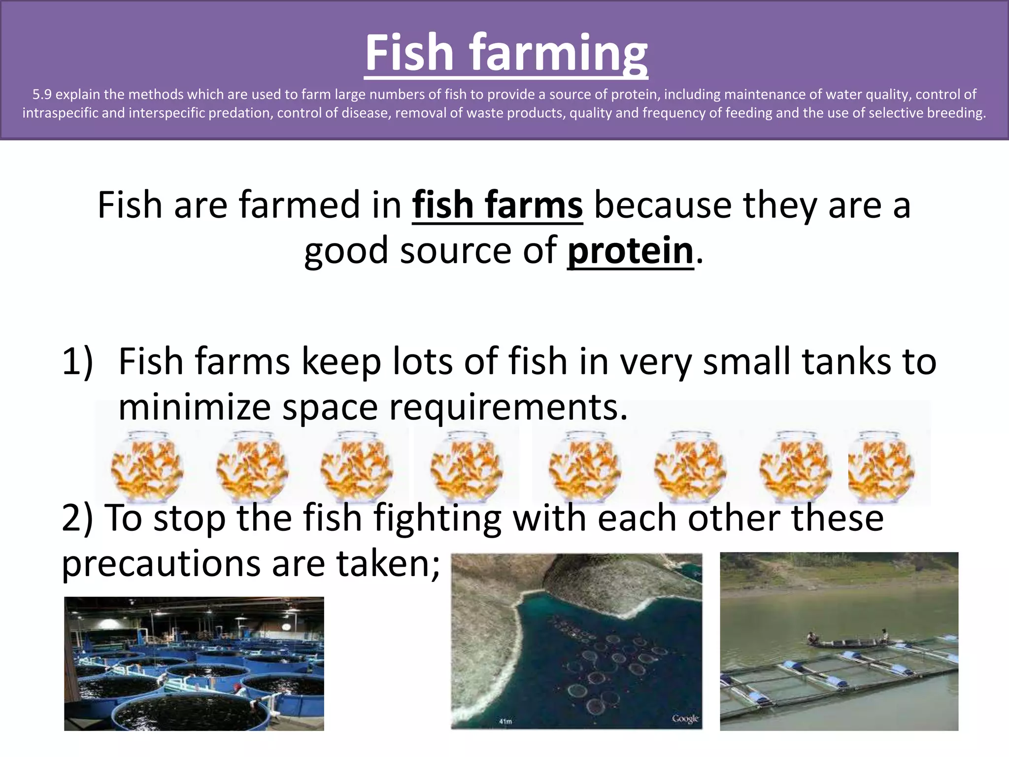 Fish farming 
5.9 explain the methods which are used to farm large numbers of fish to provide a source of protein, including maintenance of water quality, control of 
intraspecific and interspecific predation, control of disease, removal of waste products, quality and frequency of feeding and the use of selective breeding. 
Fish are farmed in fish farms because they are a 
good source of protein. 
1) Fish farms keep lots of fish in very small tanks to 
minimize space requirements. 
2) To stop the fish fighting with each other these 
precautions are taken; 
 