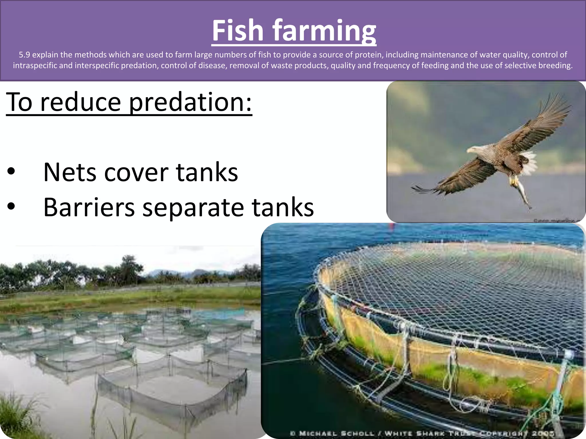 Fish farming 
5.9 explain the methods which are used to farm large numbers of fish to provide a source of protein, including maintenance of water quality, control of 
intraspecific and interspecific predation, control of disease, removal of waste products, quality and frequency of feeding and the use of selective breeding. 
To reduce predation: 
• Nets cover tanks 
• Barriers separate tanks 
 
