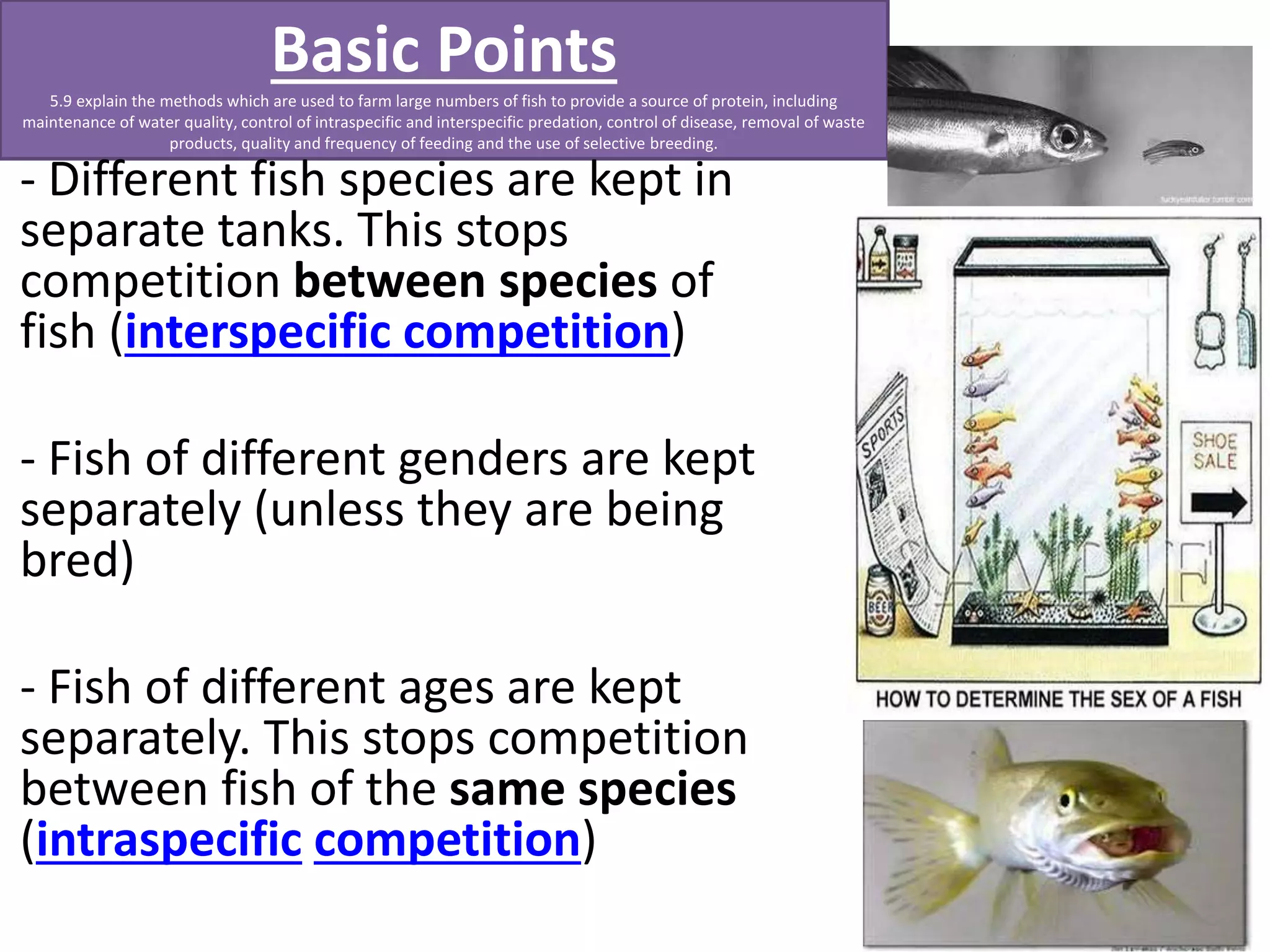 Basic Points 
5.9 explain the methods which are used to farm large numbers of fish to provide a source of protein, including 
maintenance of water quality, control of intraspecific and interspecific predation, control of disease, removal of waste 
products, quality and frequency of feeding and the use of selective breeding. 
- Different fish species are kept in 
separate tanks. This stops 
competition between species of 
fish (interspecific competition) 
- Fish of different genders are kept 
separately (unless they are being 
bred) 
- Fish of different ages are kept 
separately. This stops competition 
between fish of the same species 
(intraspecific competition) 
 