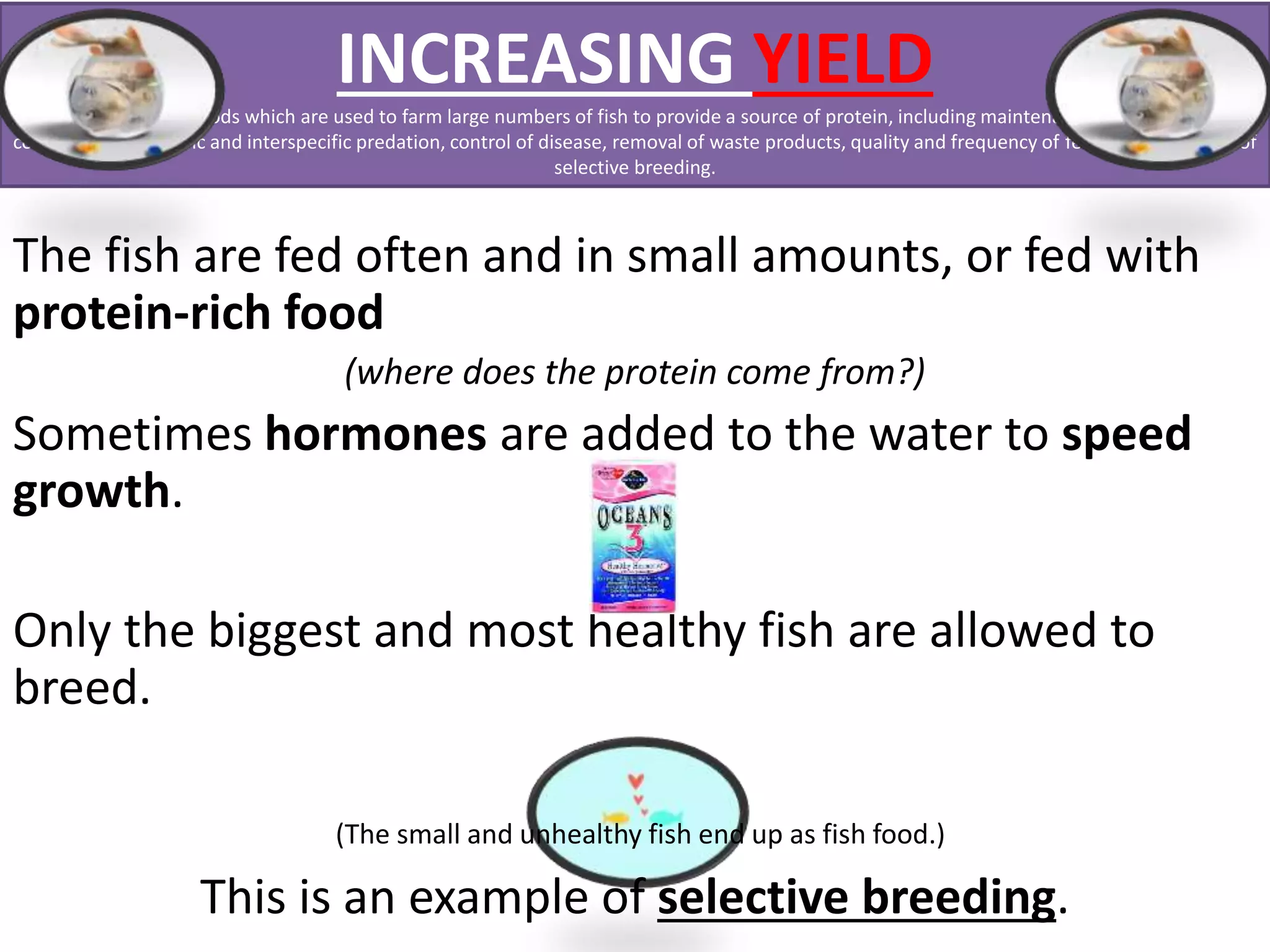 INCREASING YIELD 
5.9 explain the methods which are used to farm large numbers of fish to provide a source of protein, including maintenance of water quality, 
control of intraspecific and interspecific predation, control of disease, removal of waste products, quality and frequency of feeding and the use of 
selective breeding. 
The fish are fed often and in small amounts, or fed with 
protein-rich food 
(where does the protein come from?) 
Sometimes hormones are added to the water to speed 
growth. 
Only the biggest and most healthy fish are allowed to 
breed. 
(The small and unhealthy fish end up as fish food.) 
This is an example of selective breeding. 
 
